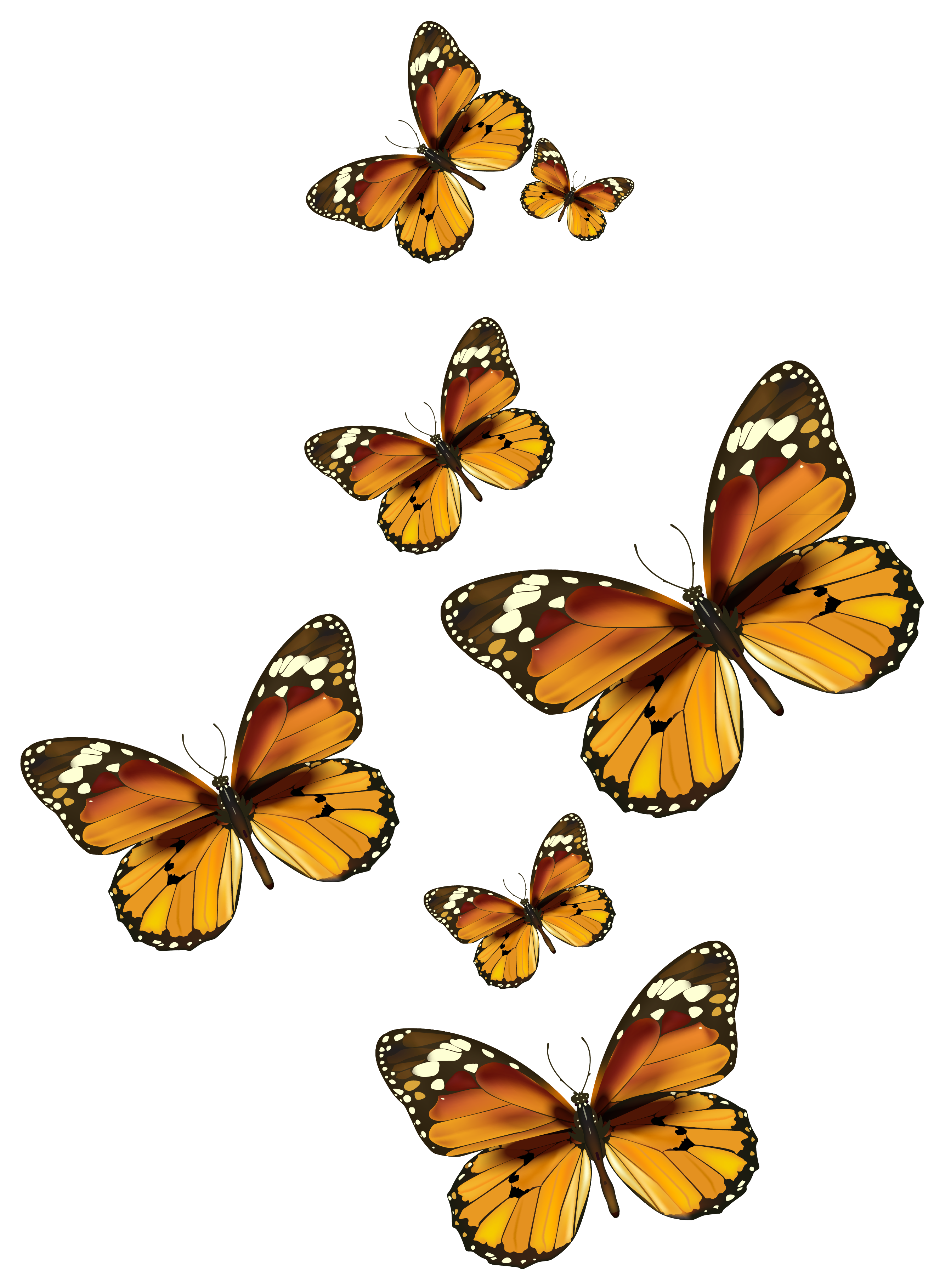 butterfly vector png