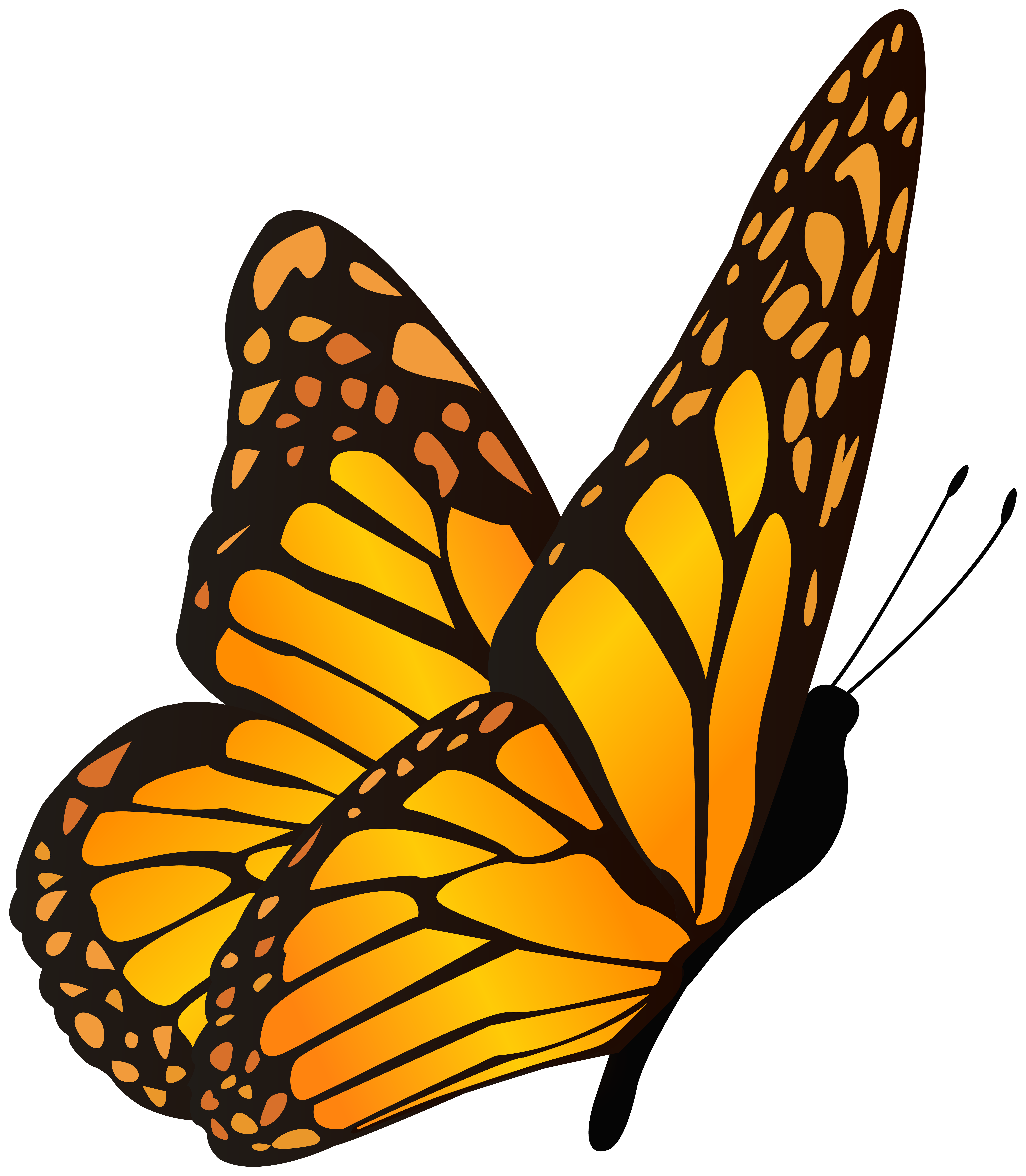 Butterfly Orange Yellow Clipart Image | Gallery ...