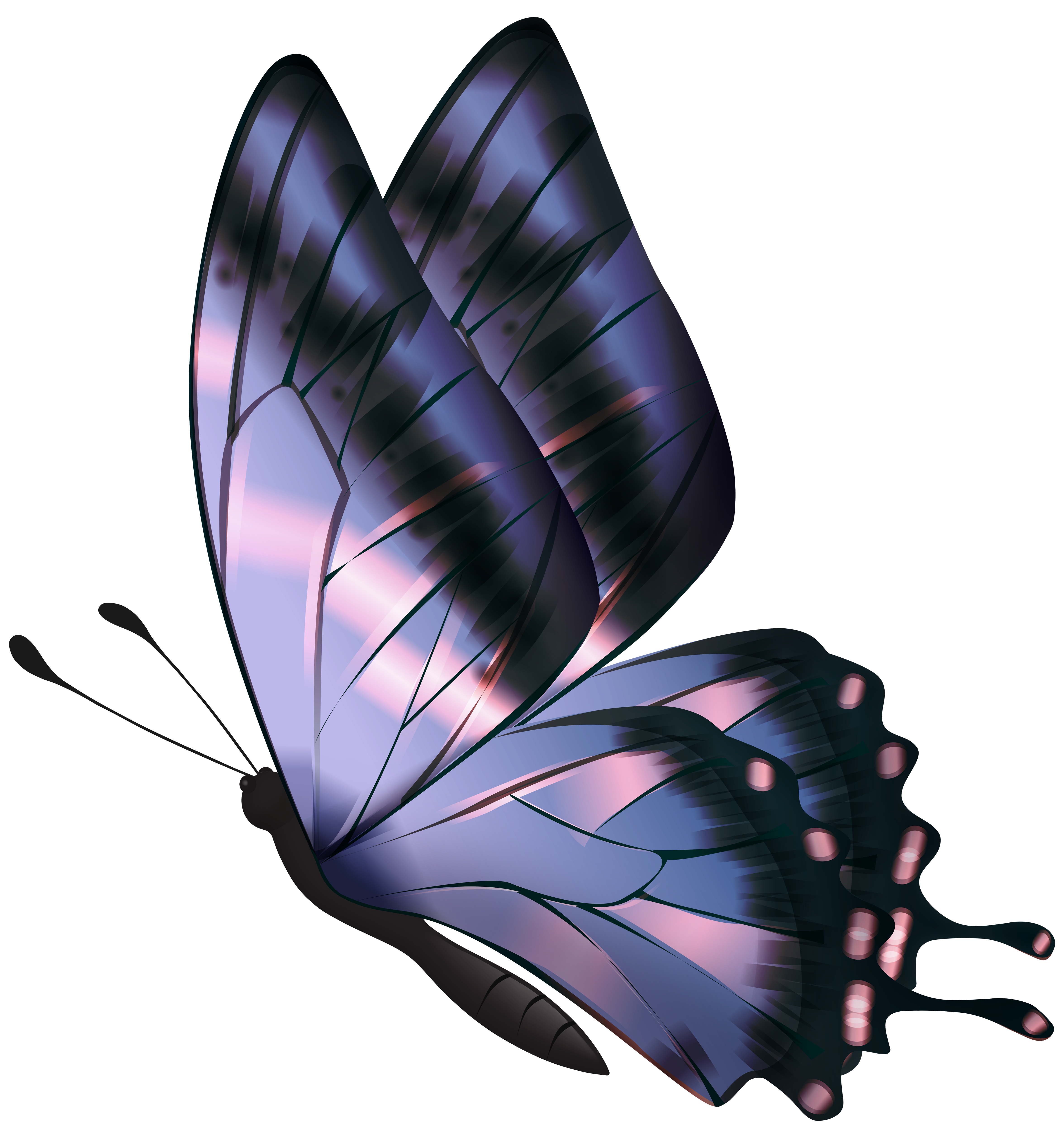 real purple butterfly flying