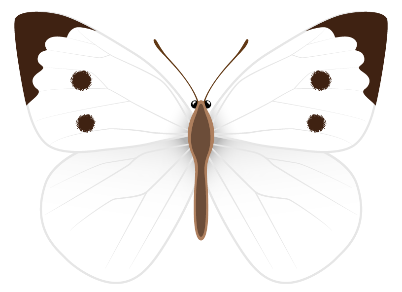 white butterflies clipart