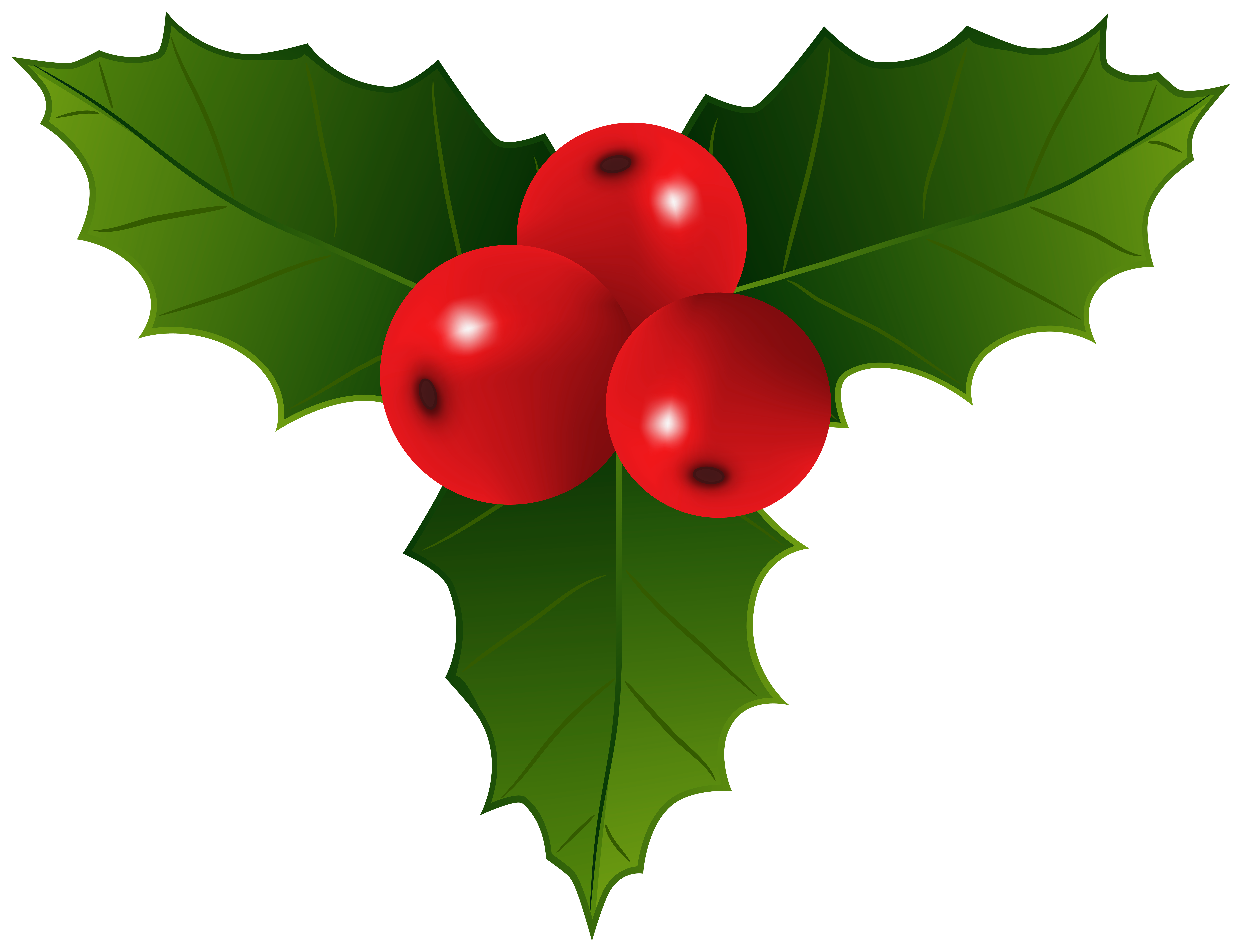 Christmas Holly PNG Clipart | Gallery Yopriceville - High-Quality Free ...