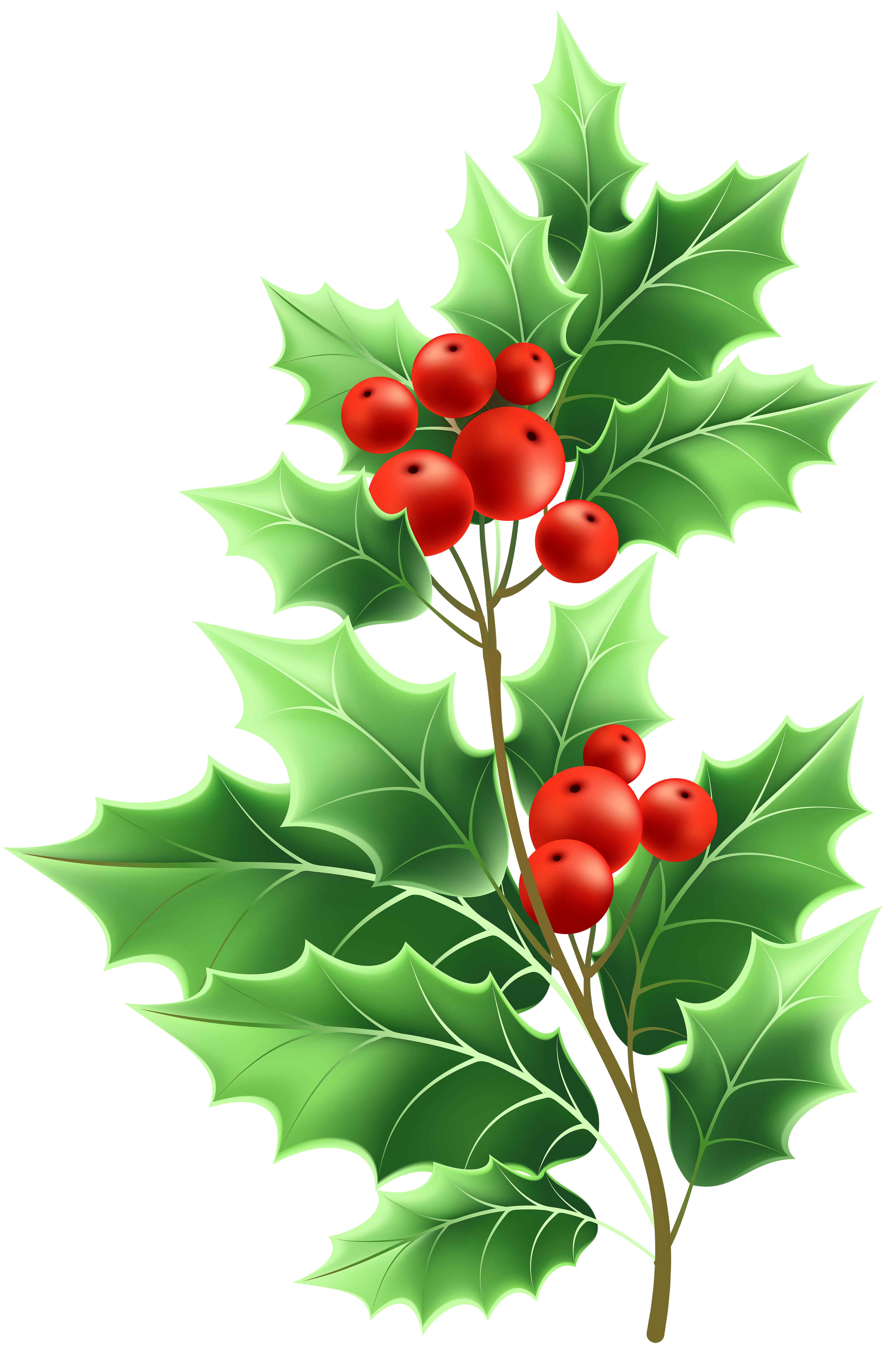 Christmas Holly PNG Image​  Gallery Yopriceville - High-Quality Free  Images and Transparent PNG Clipart