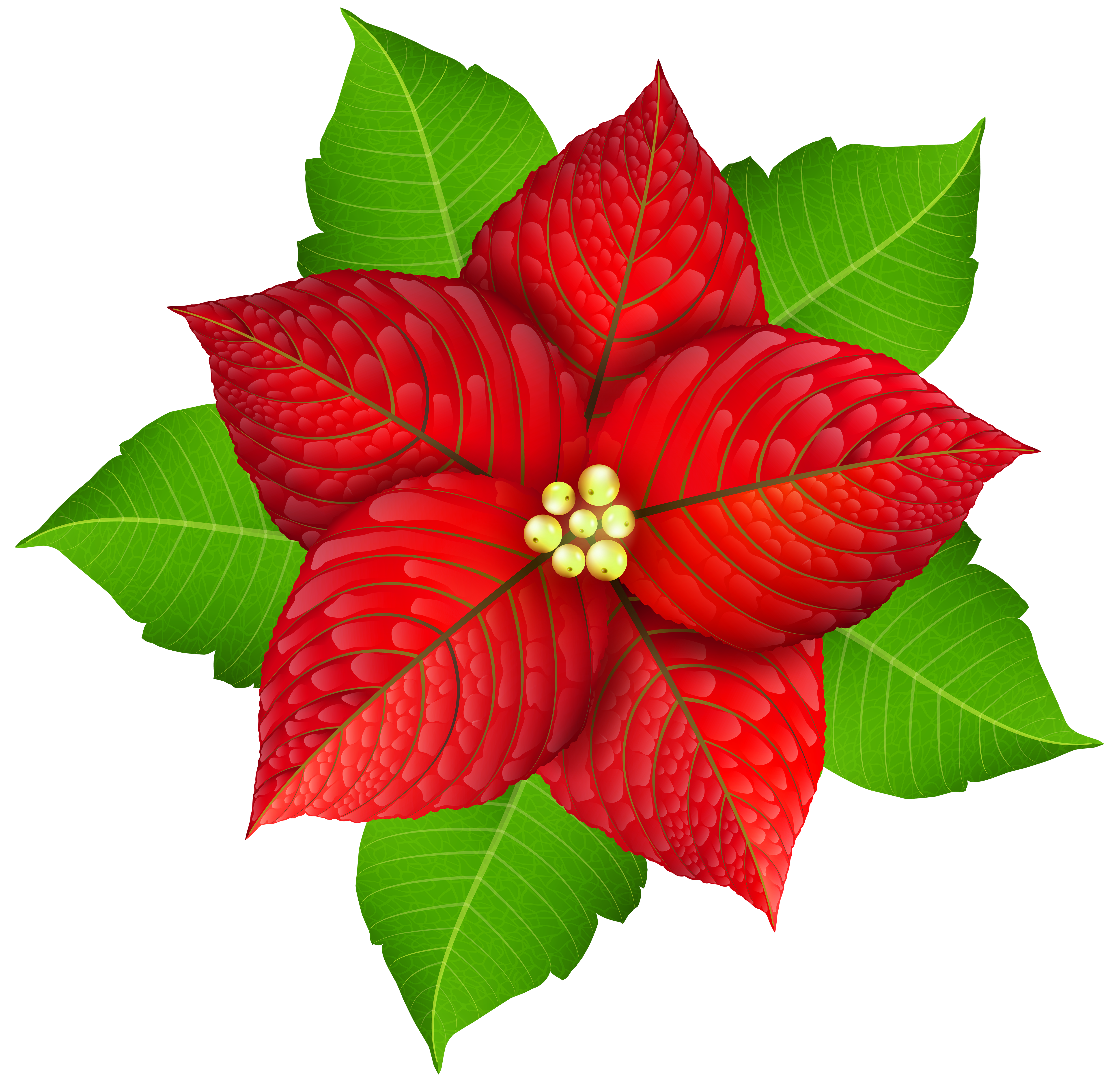 christmas poinsettia transparent png image gallery christmas flowers poinsettias