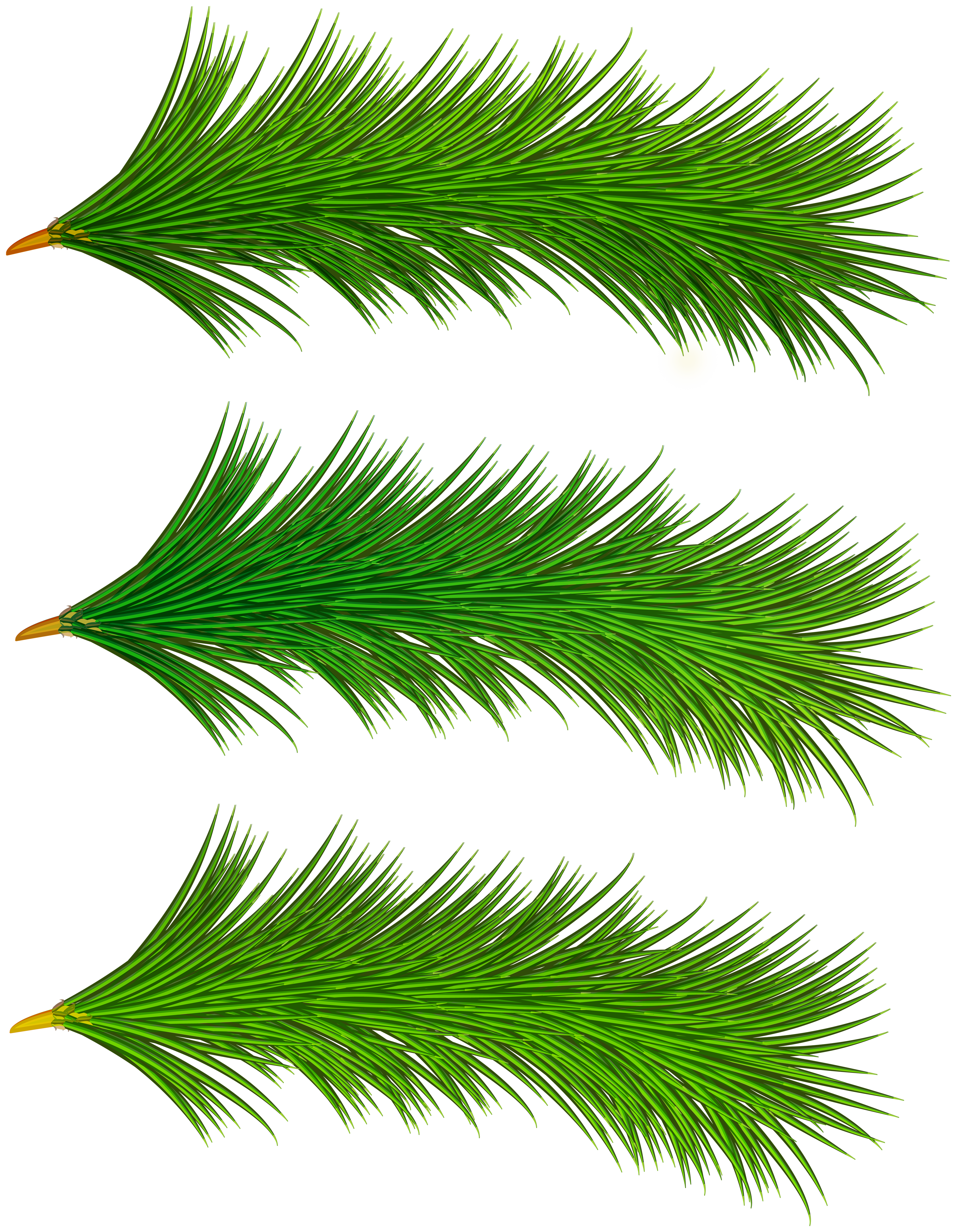 Christmas tree branches PNG