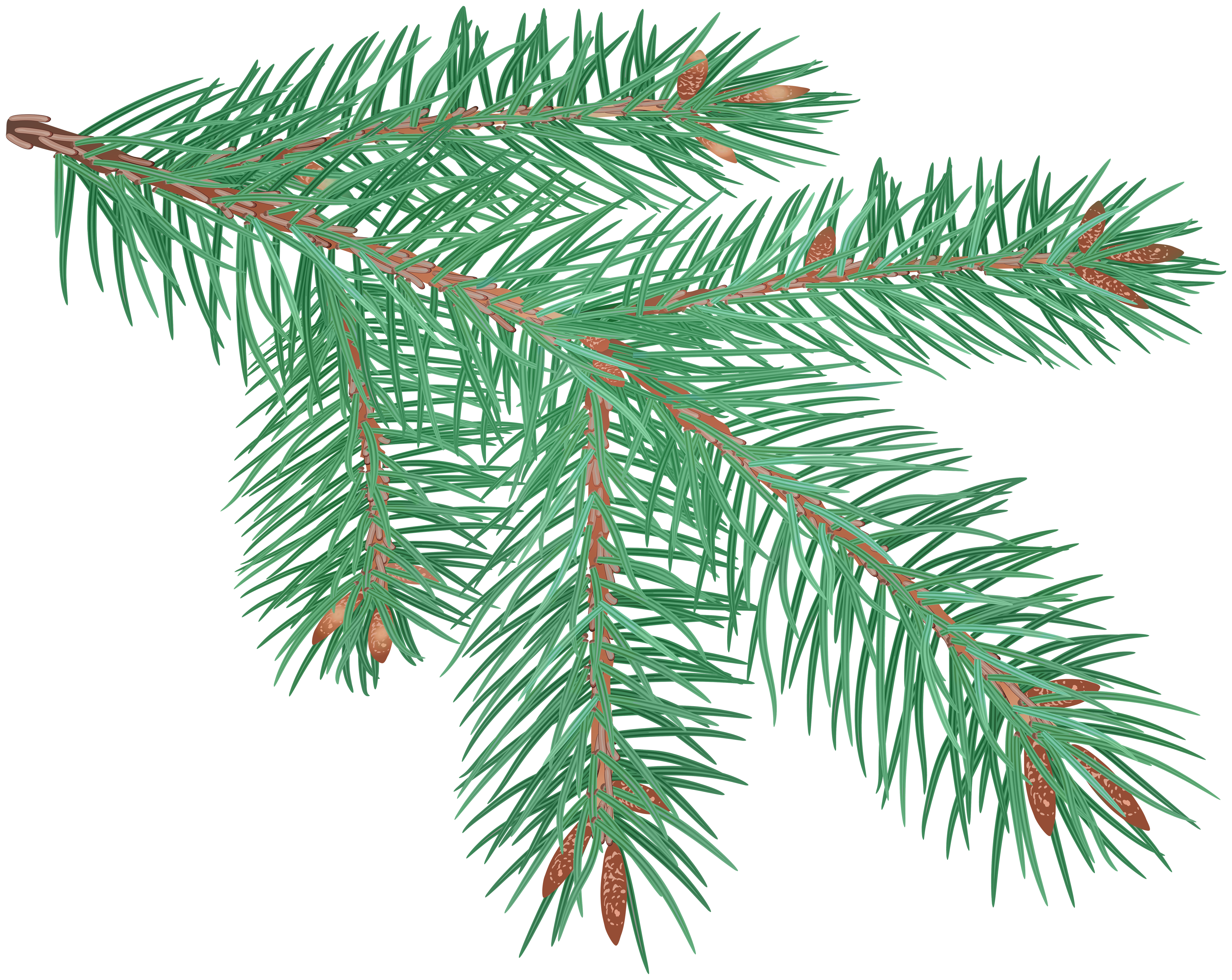 Pine Tree Branches Decor PNG Clipart​  Gallery Yopriceville - High-Quality  Free Images and Transparent PNG Clipart