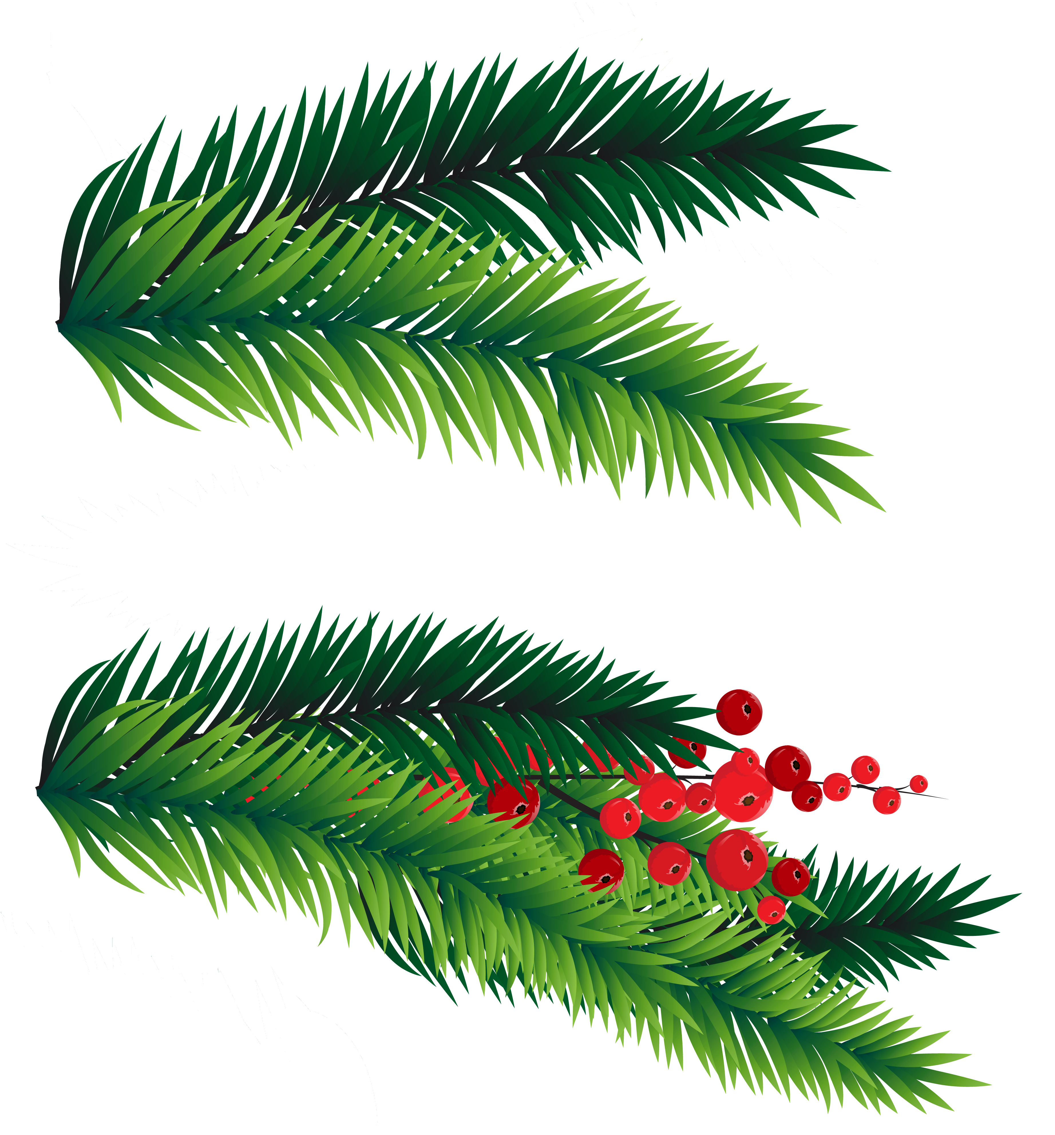 Christmas tree branches PNG