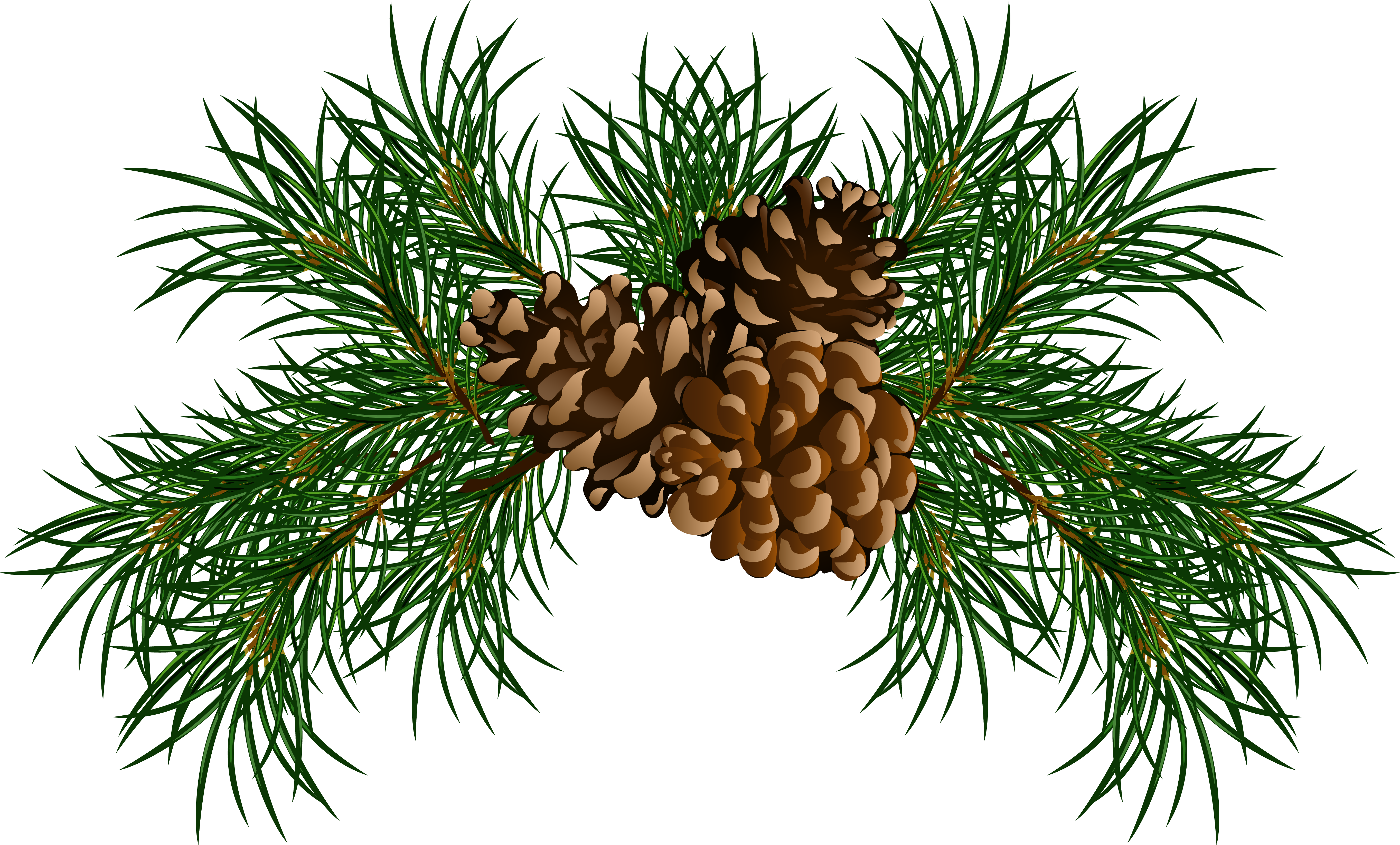 loblolly pine tree clip art