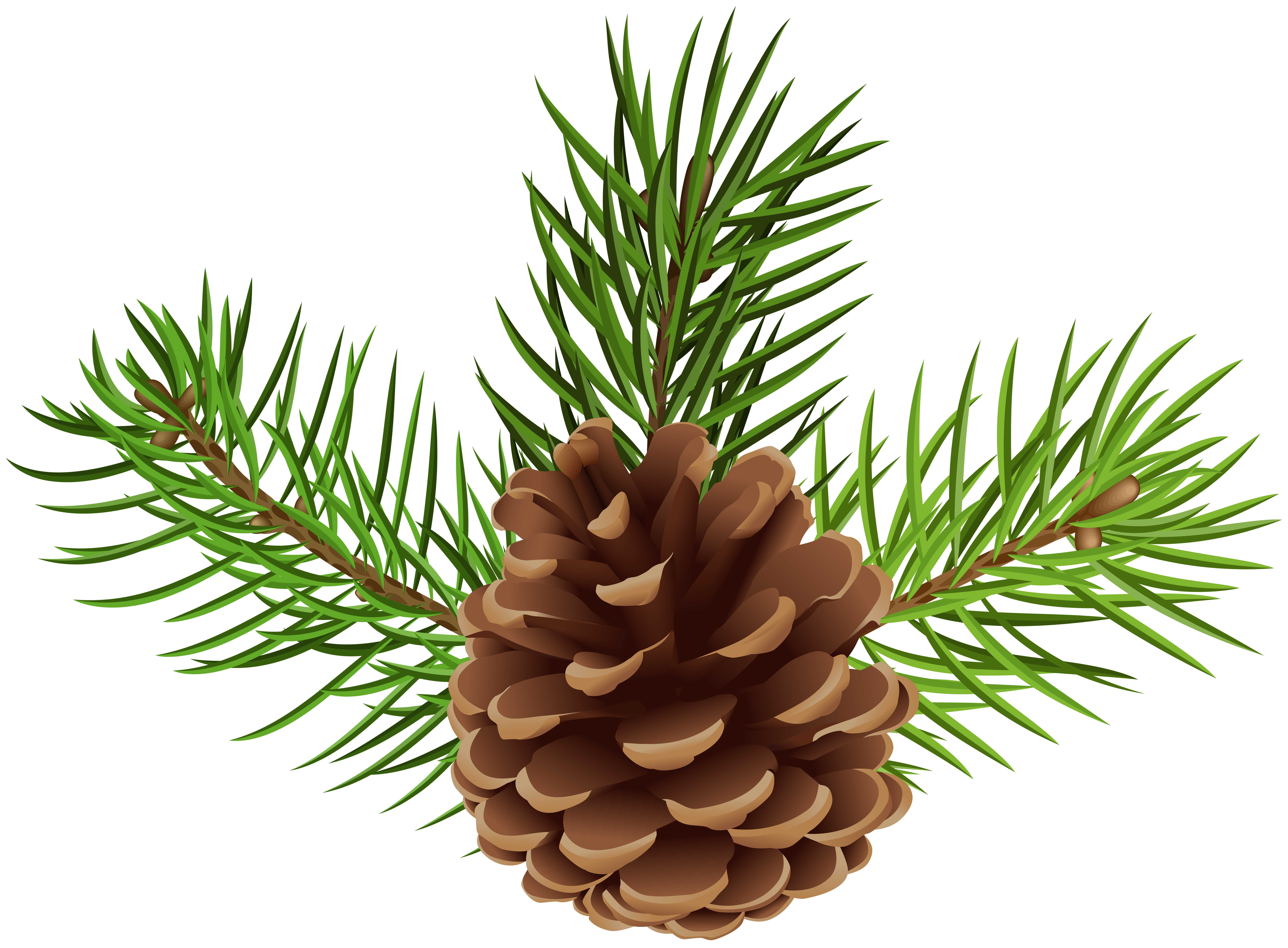 pine cone clipart