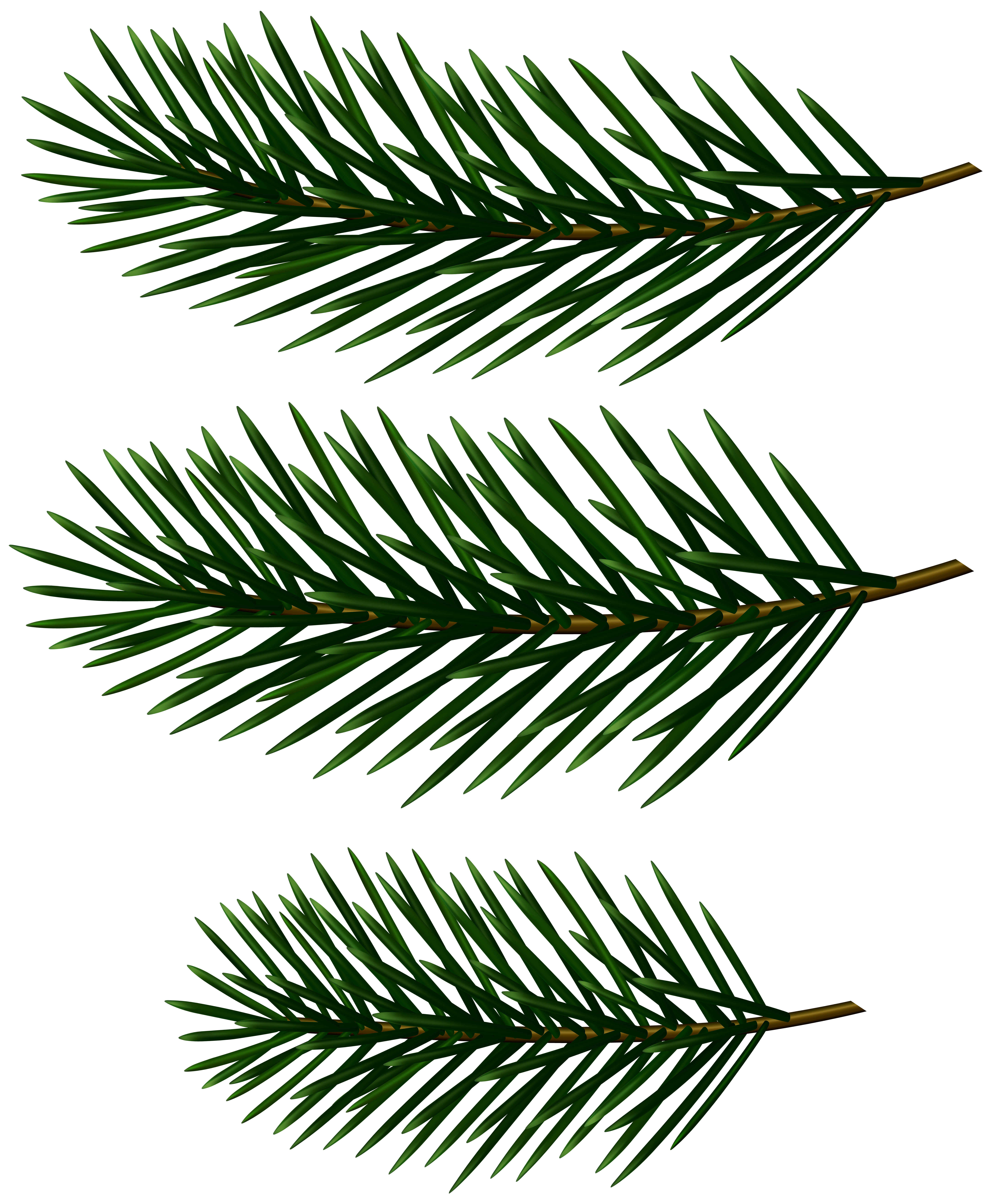 Pine Tree Branches Decor Clip Art Image | Gallery Yopriceville - High