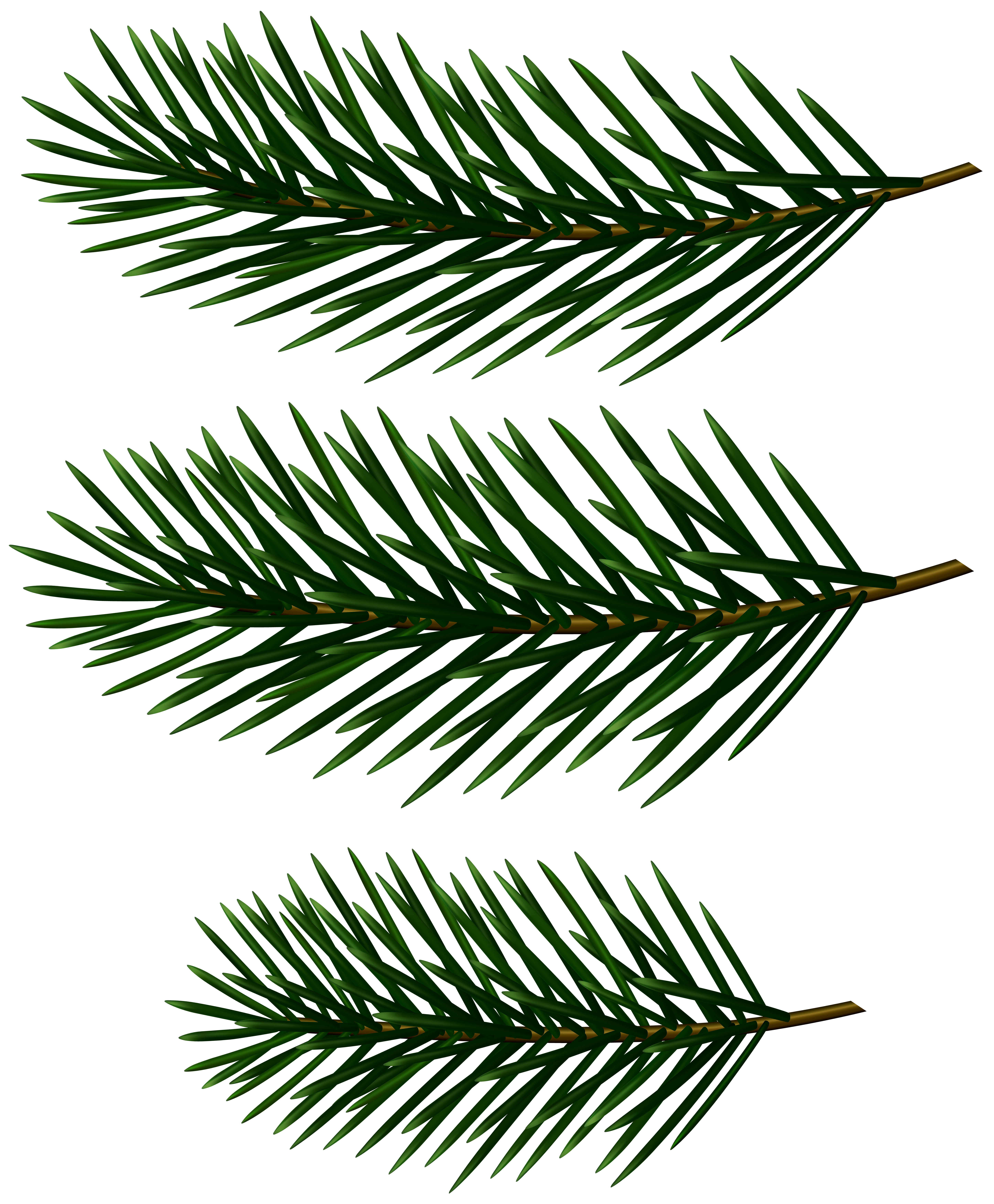 Pine Tree Branches Decor Clip Art Image | Gallery Yopriceville - High Pine Tree Branches Decor Clip Art Image | Gallery Yopriceville - High