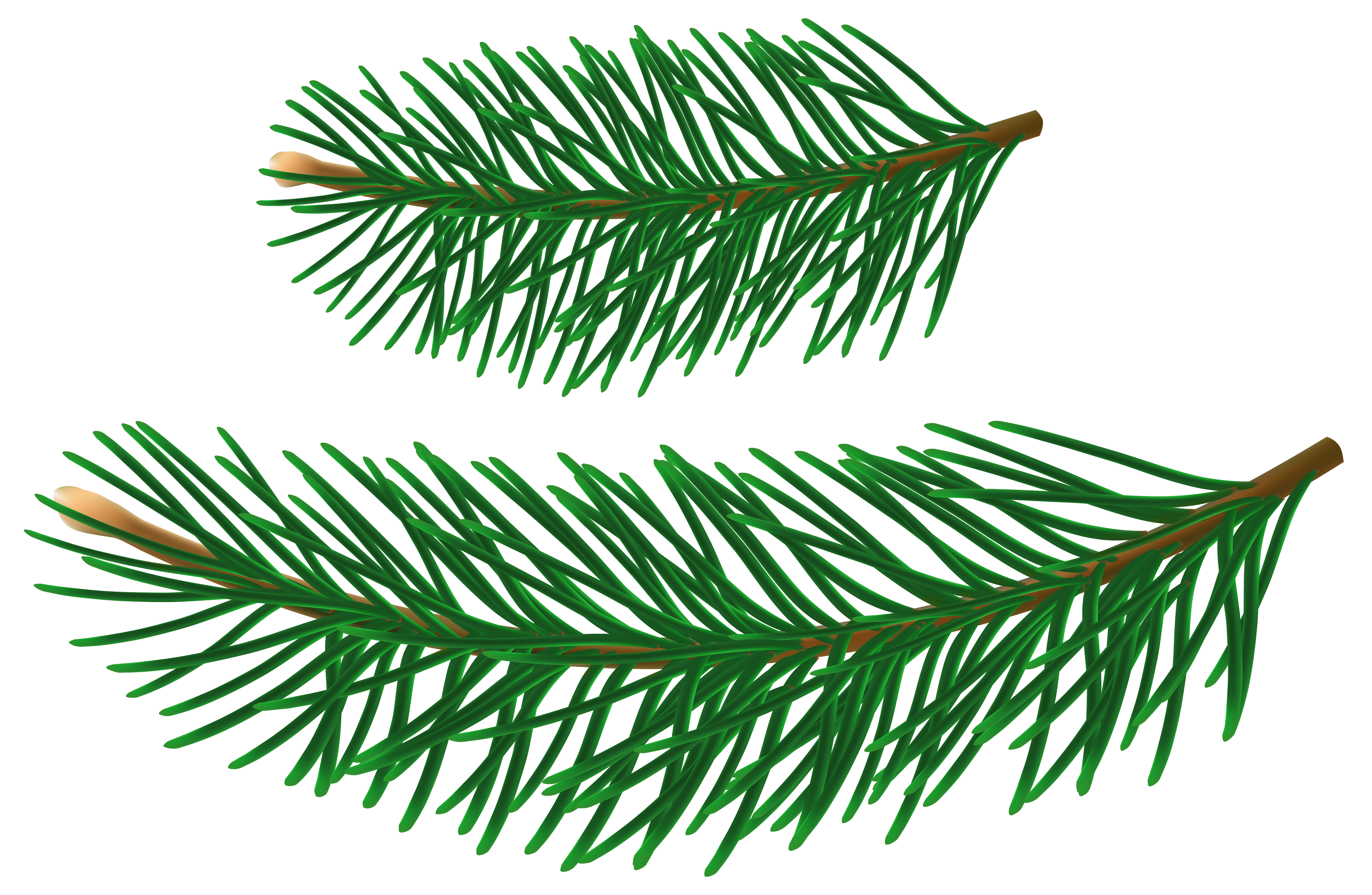 Pine Branches PNG Clipart​  Gallery Yopriceville - High-Quality
