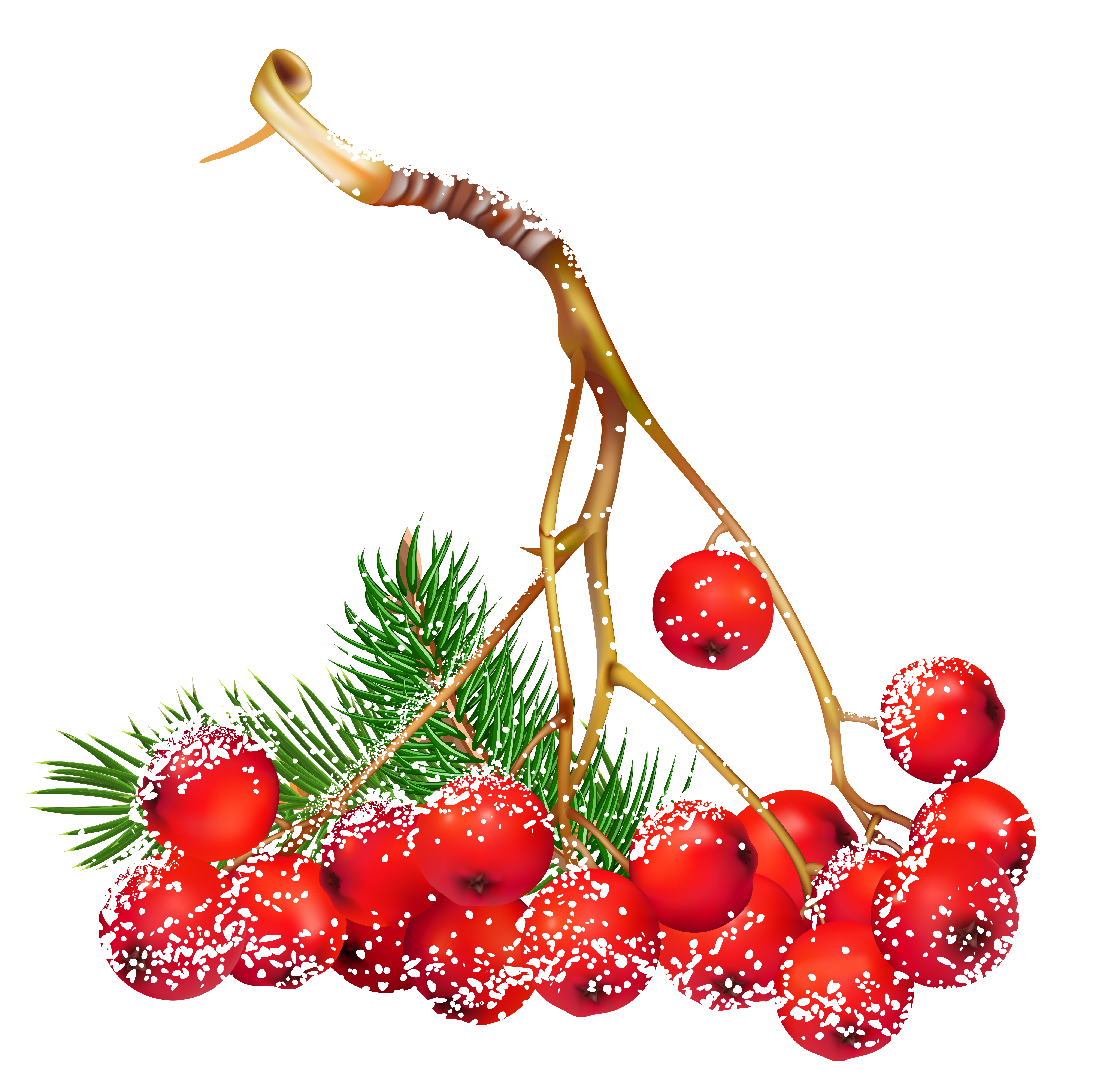 Transparent Christmas Snowy Holly Berries PNG Clipart | Gallery