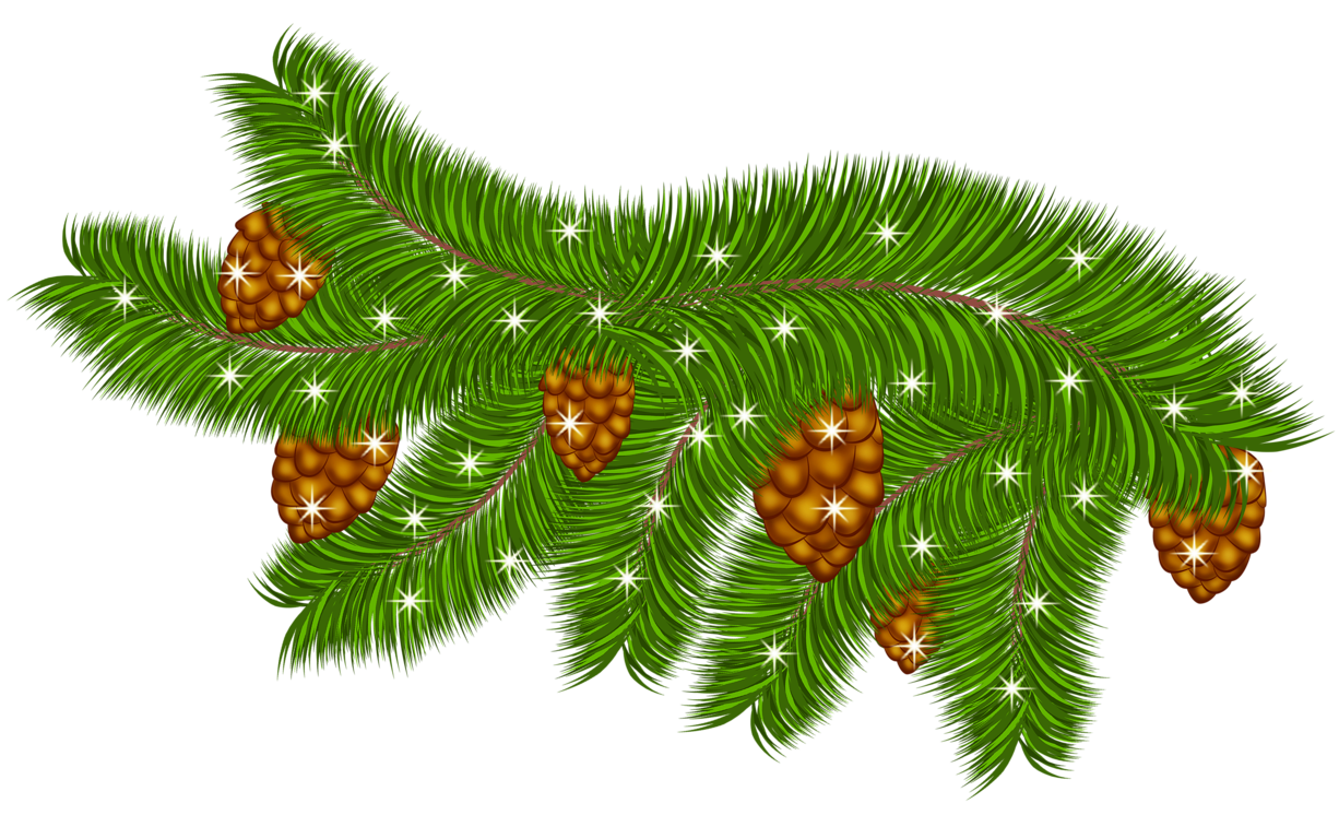 Transparent Pine Branch with Pine Cones PNG Clipart | Gallery ...