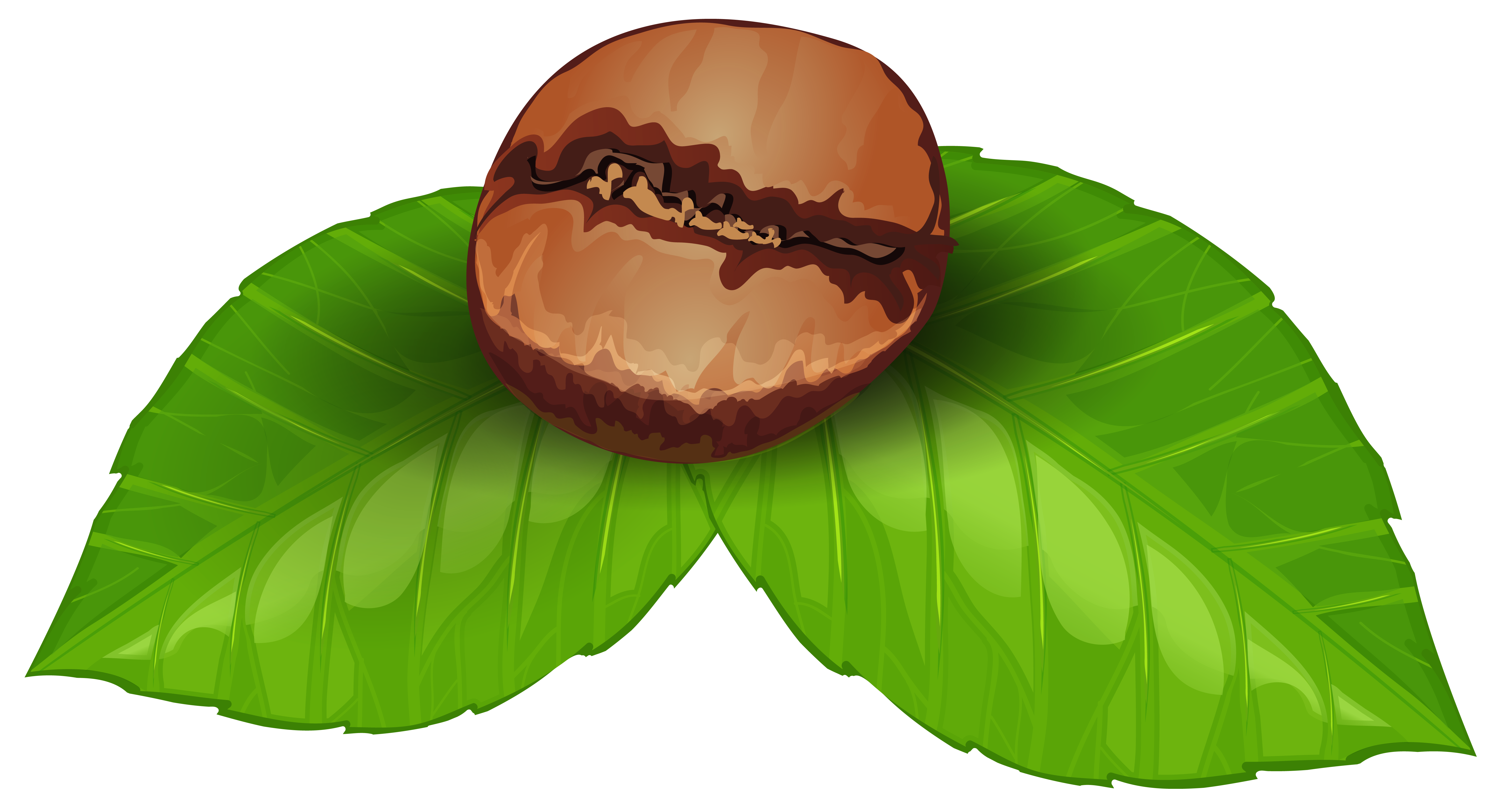 Coffee Bean PNG Clipart Image Coffee Bean PNG Clipart Image