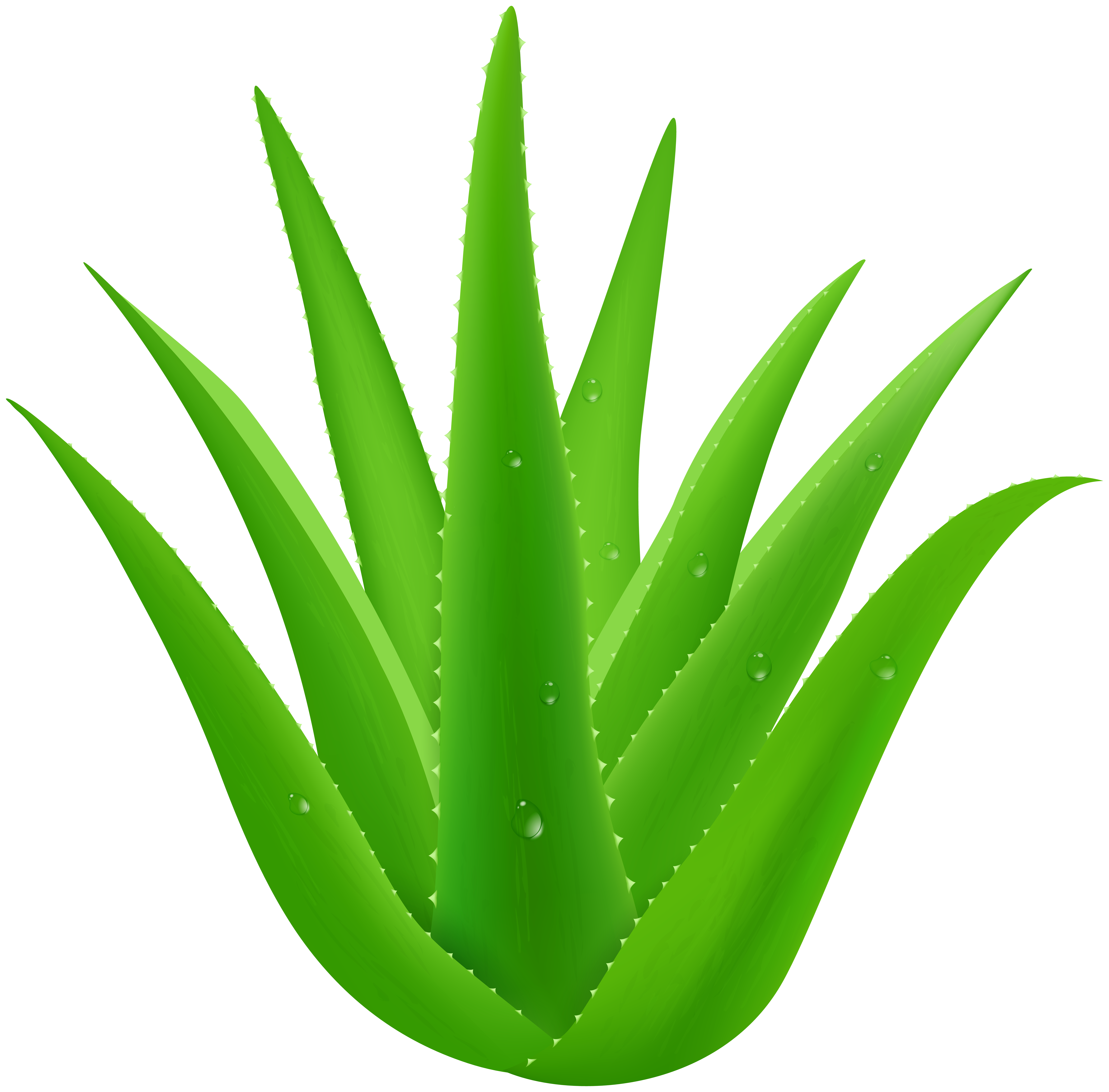 aloe vera png clip art gallery yopriceville high christmas with holly