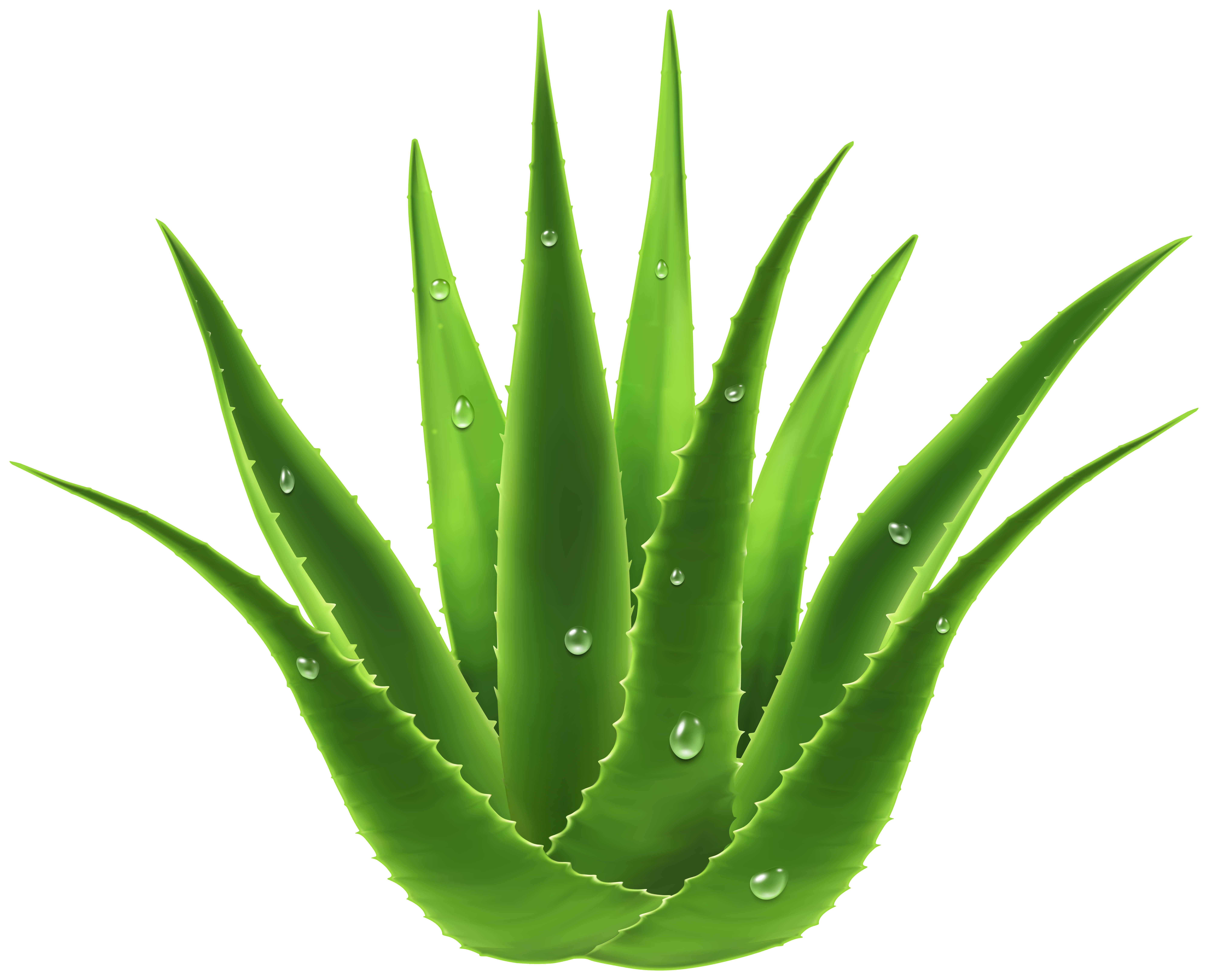 Aloe Vera Plant Transparent Image​