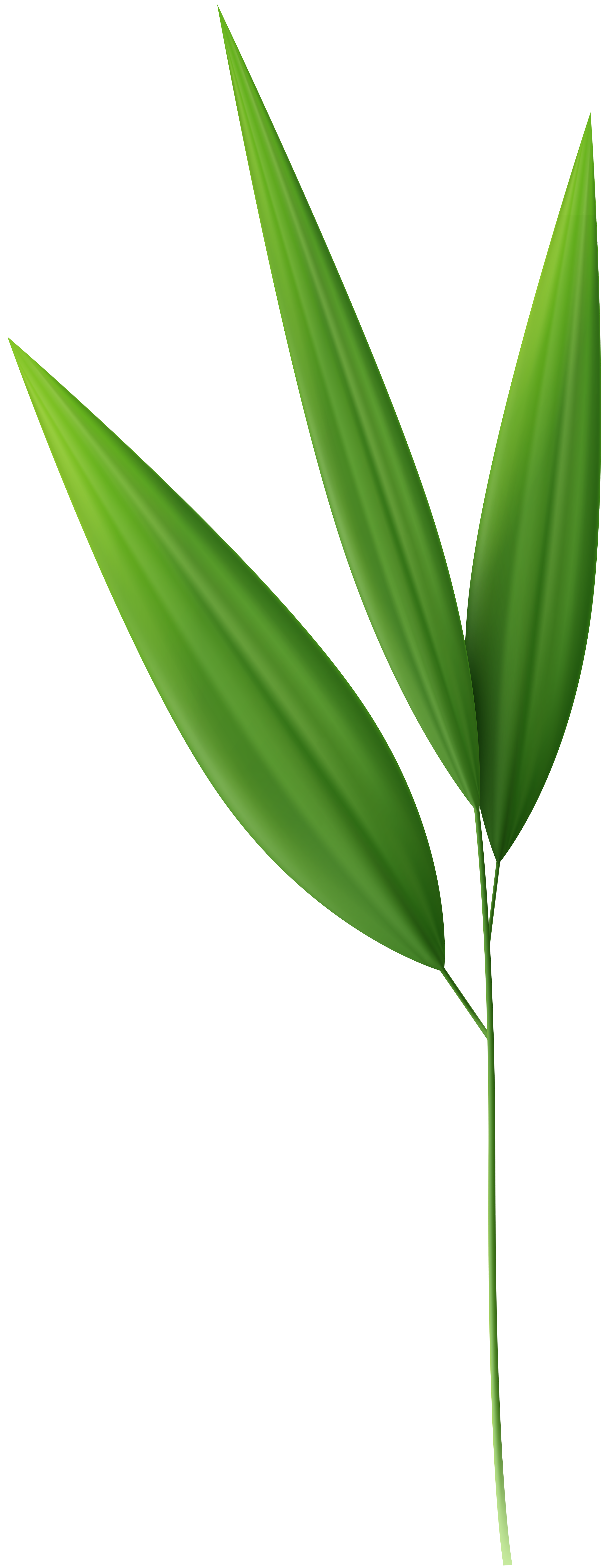 Bamboo Leaves Png Clipart Gallery Yopriceville High Quality Images And Transparent Png Free Clipart