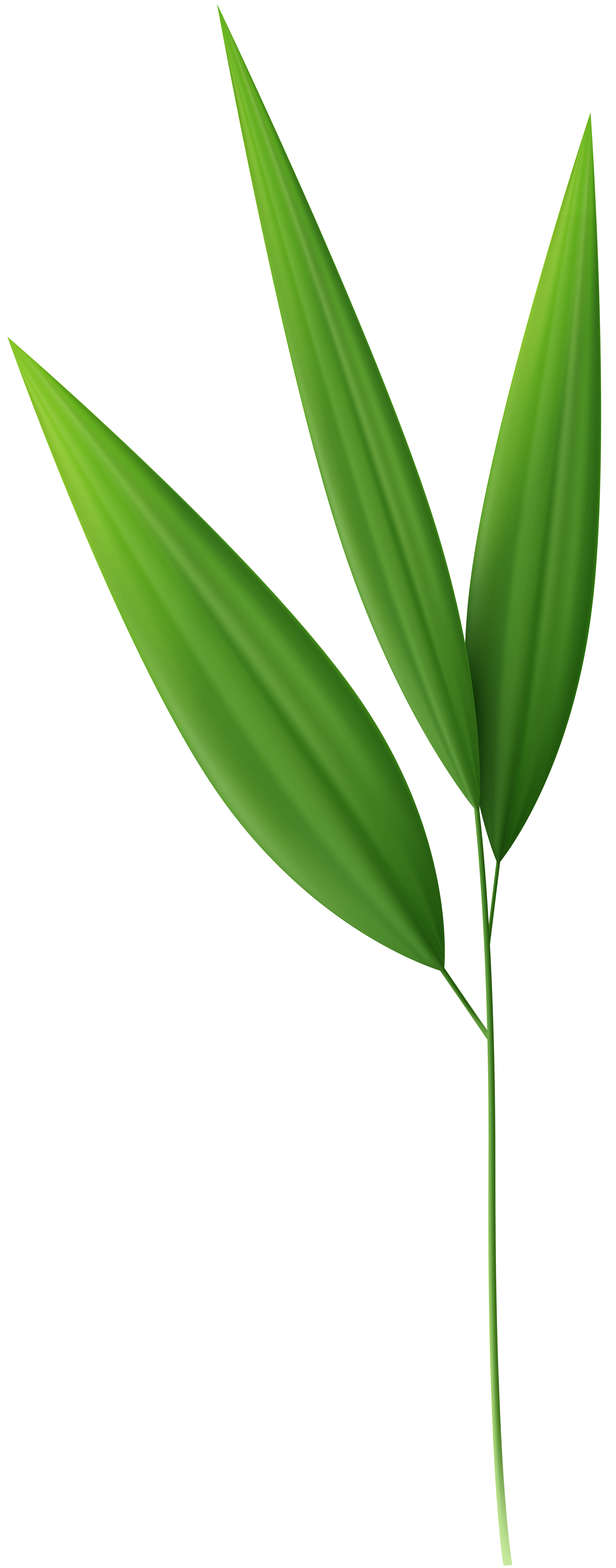 Bamboo Leaves Png