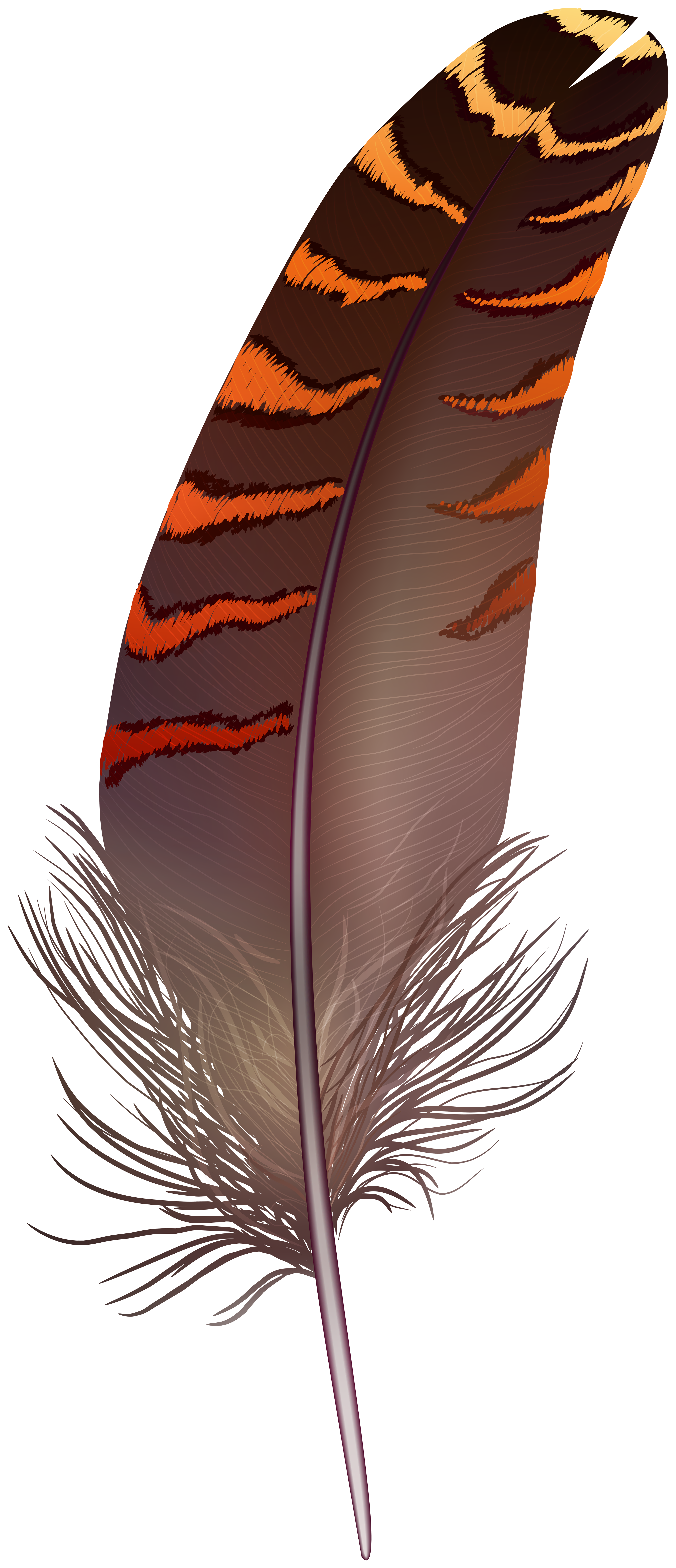 Brown Feathers PNG Transparent, Beautiful Brown Feather Illustration,  Feather, Brown, Illustration PNG Image For Free Download