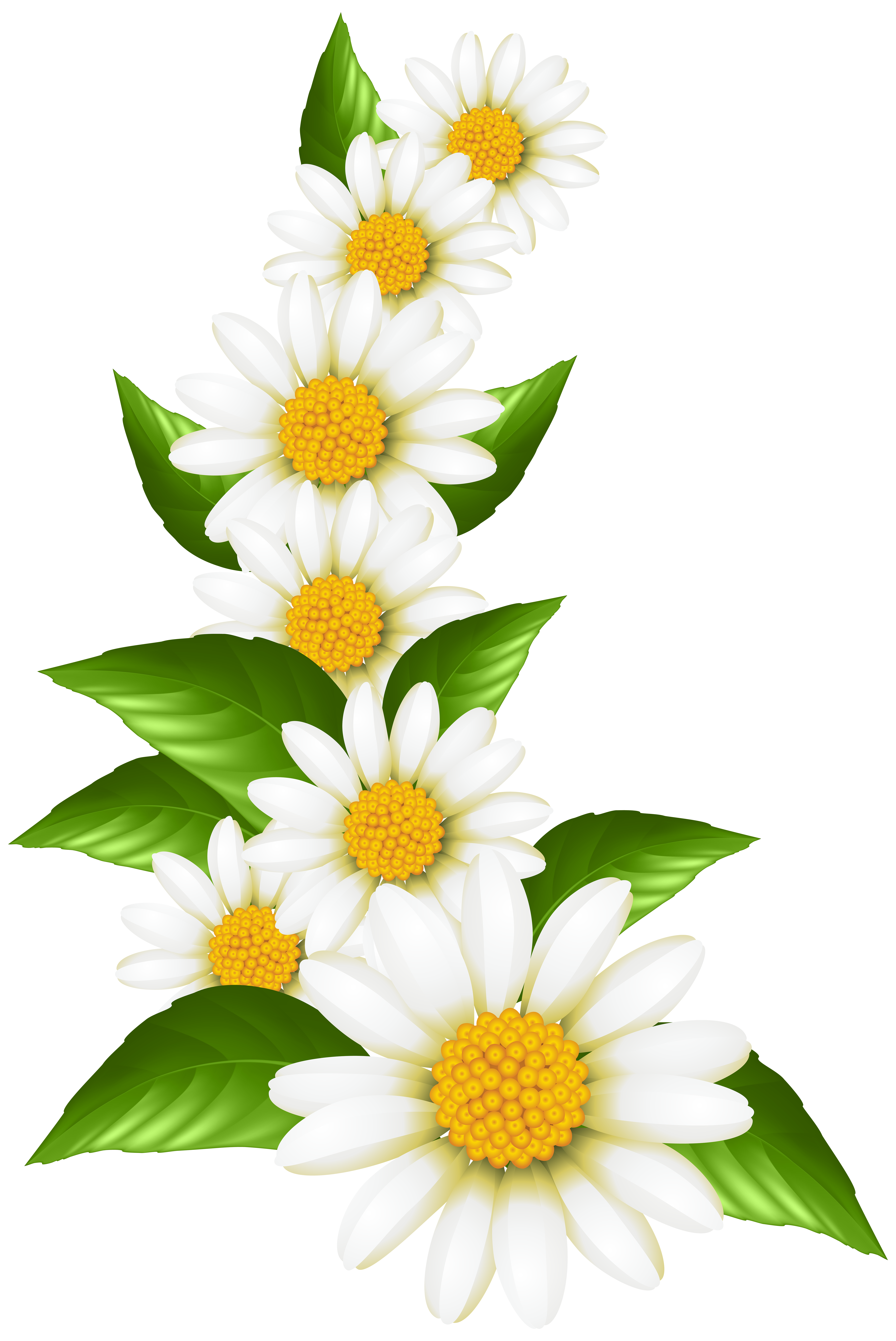 Daisies Decoration Transparent Clip Art Image | Gallery Yopriceville