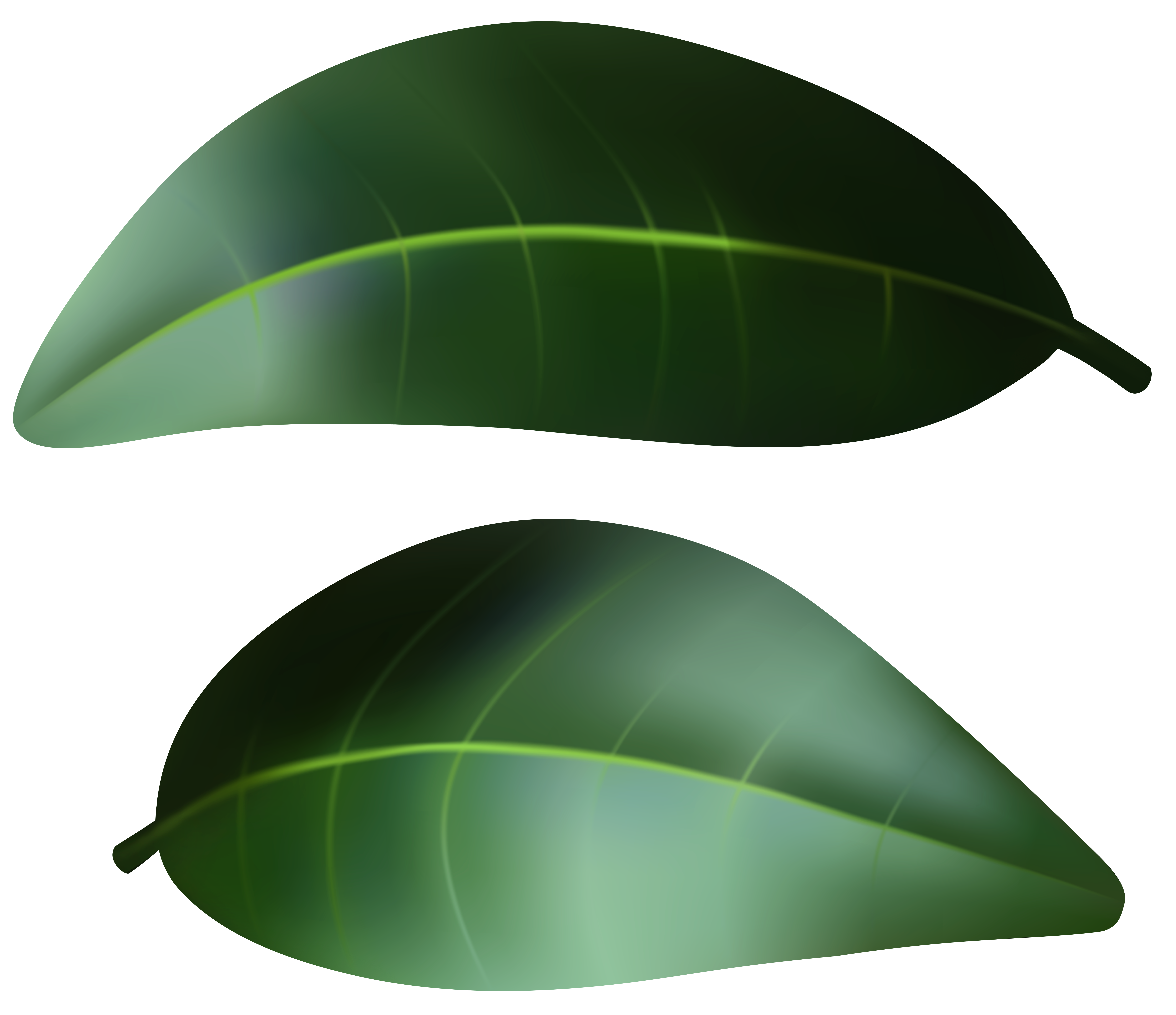 Dark Green Leaves PNG Transparent Clipart​