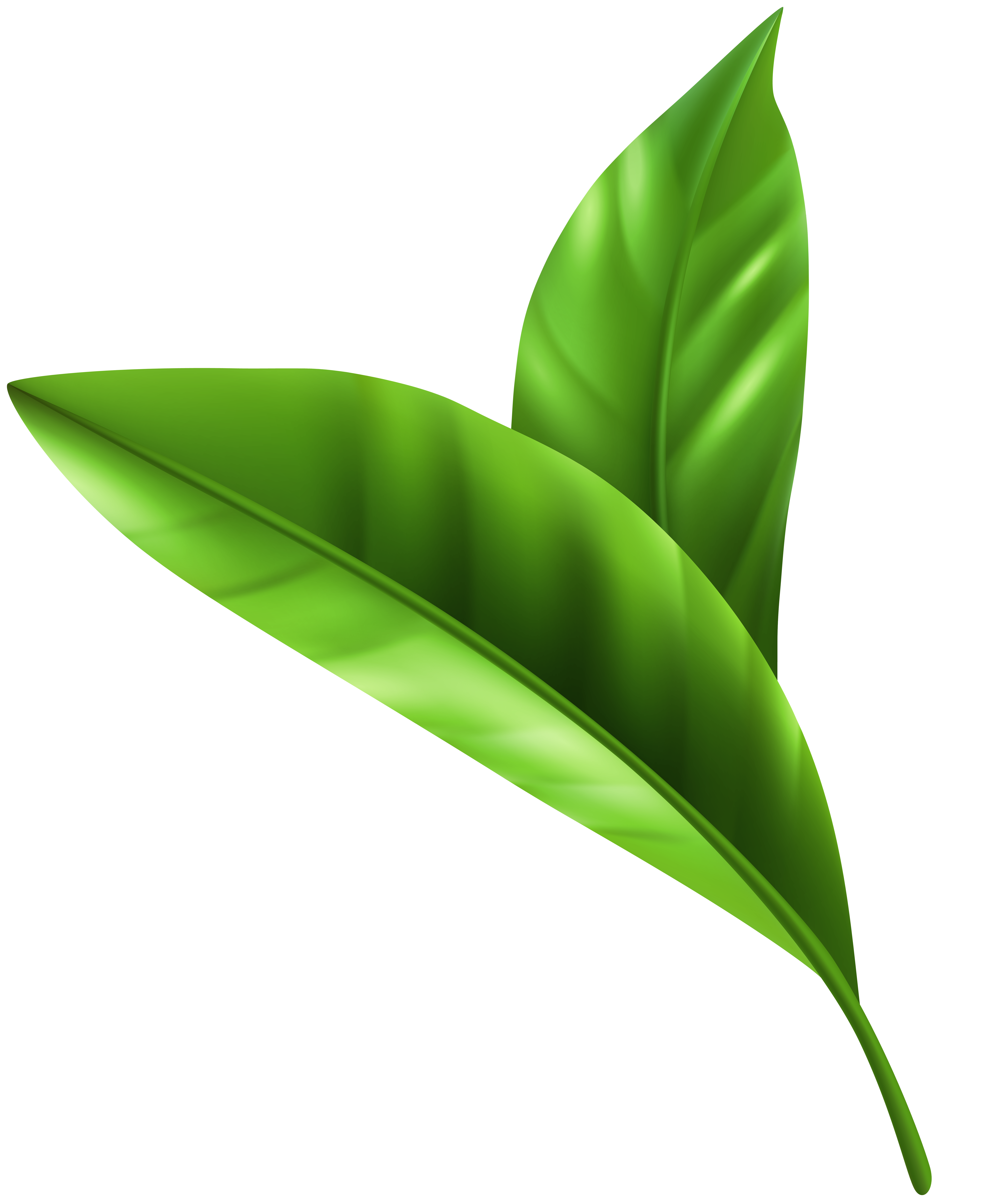 Fresh Green Leaves Png Clipart Gallery Yopriceville High Quality Images And Transparent Png Free Clipart