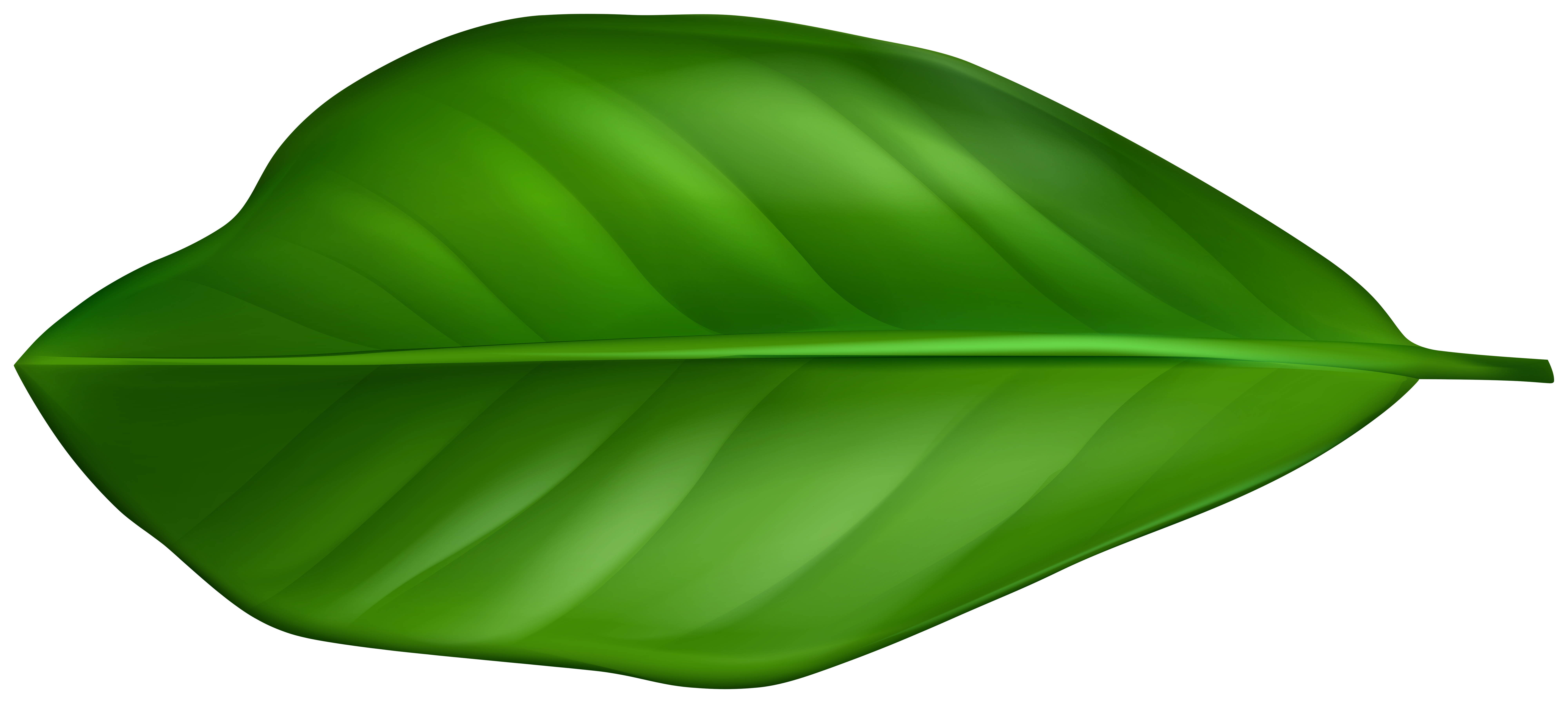 green leaf outline png