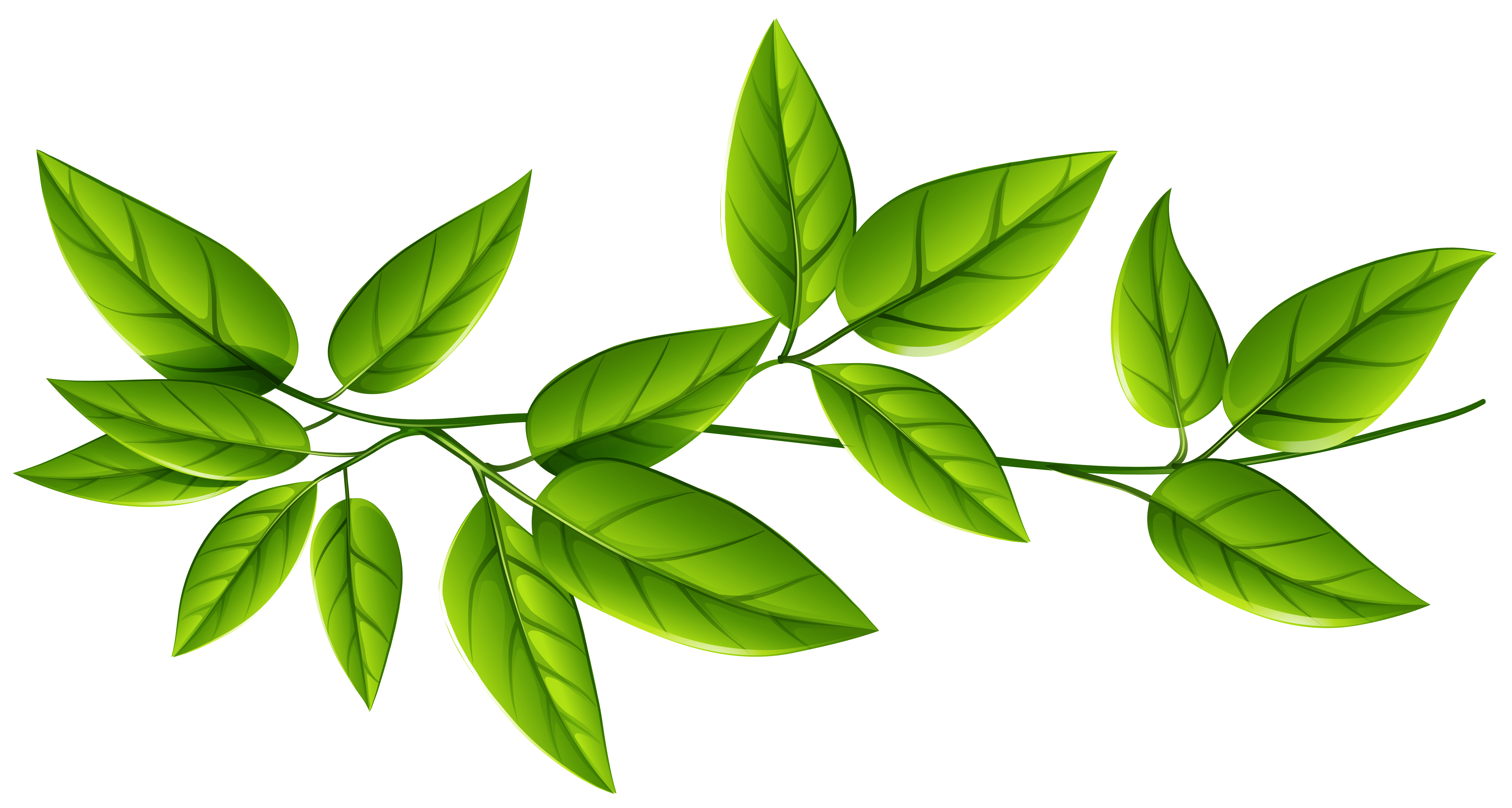 Green Leaves PNG Image​  Gallery Yopriceville - High-Quality Free