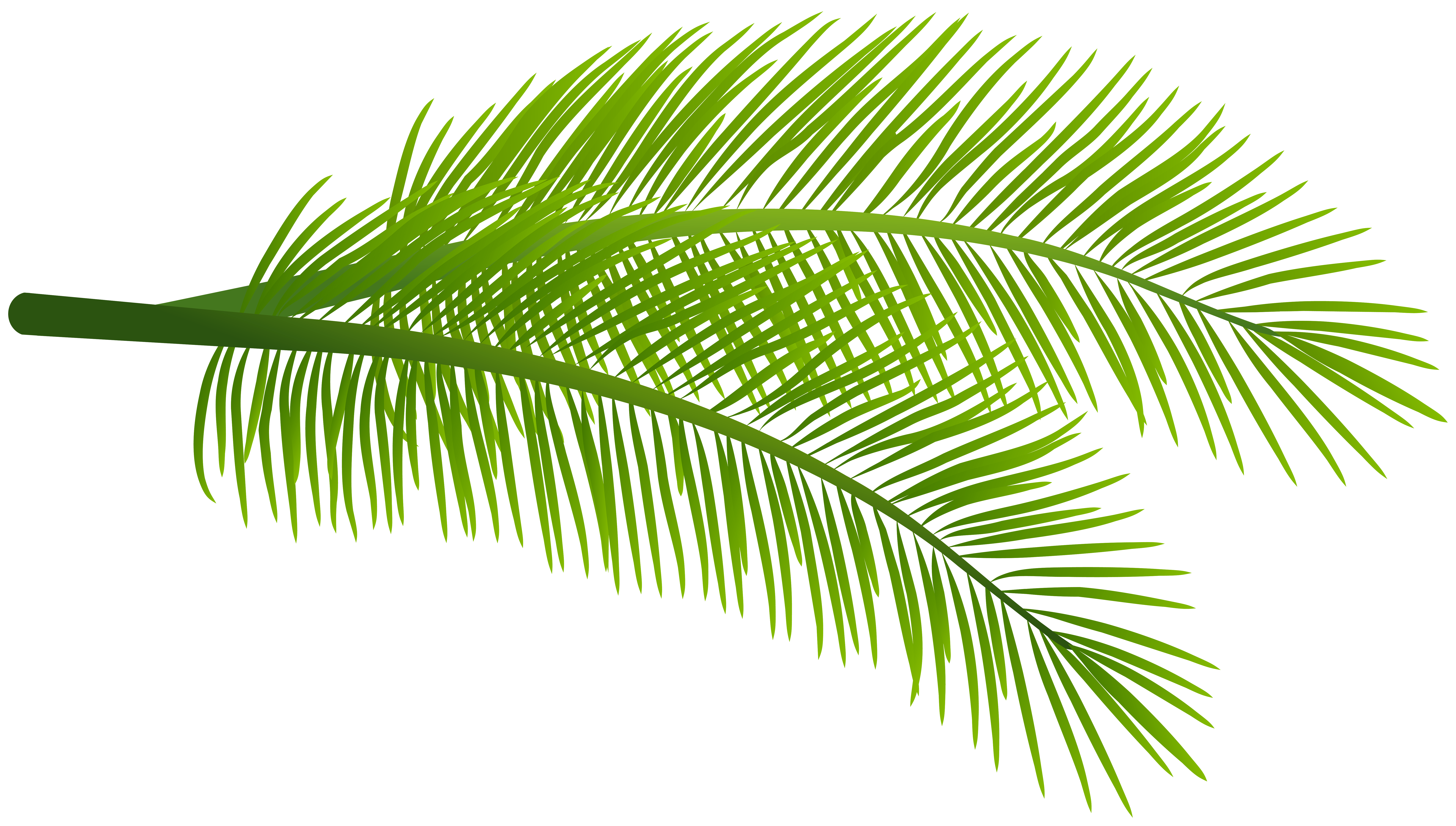 Green Palm Branches PNG Clipart Gallery Yopriceville ... 