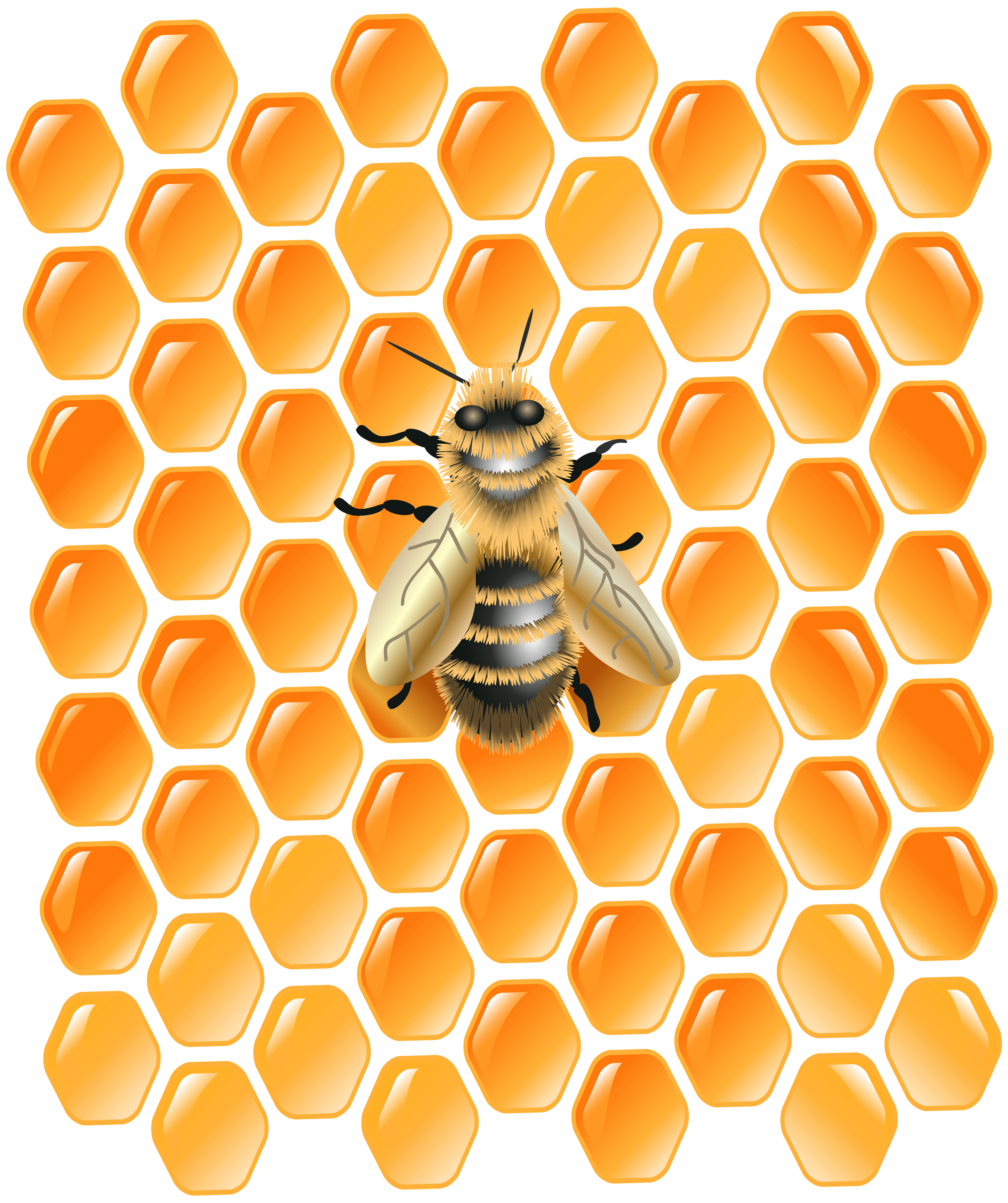 Honeycomb with Bee PNG Clip Art Image | Gallery ...