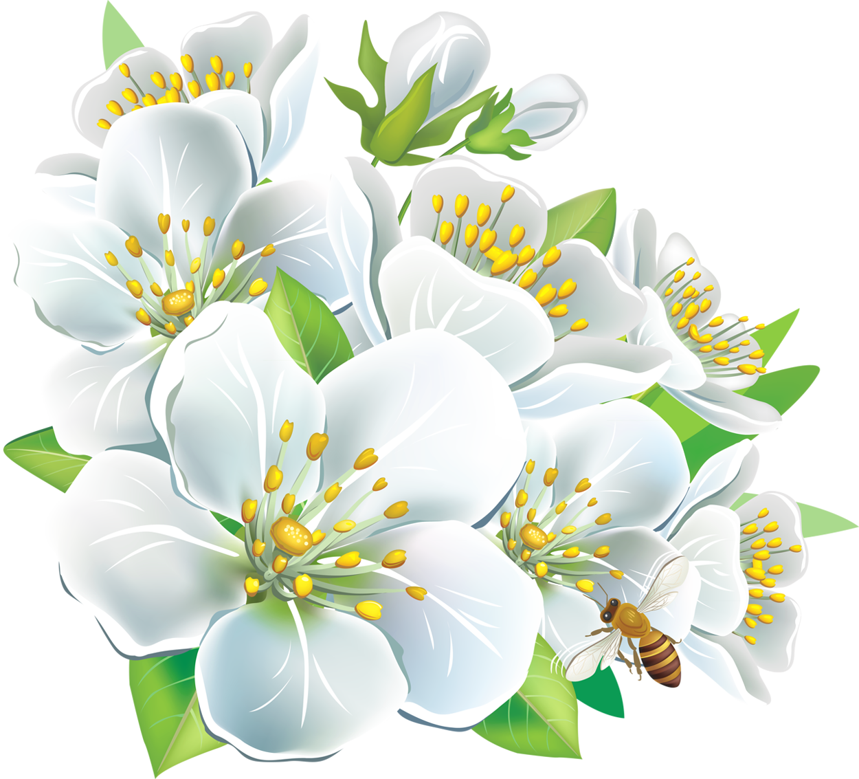 Large White Flowers PNG Clipart | Gallery Yopriceville - High-Quality ...