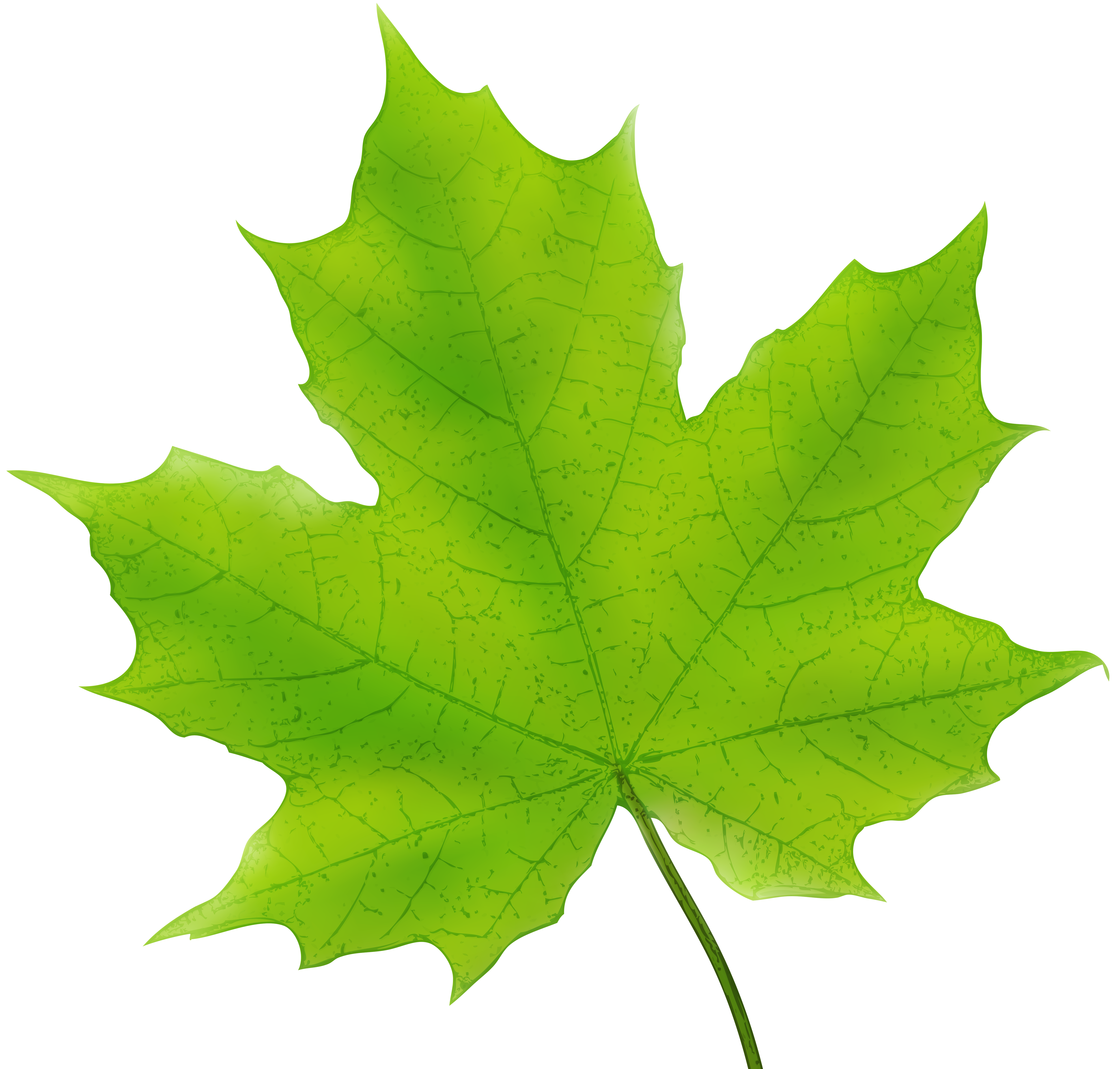 Maple Leaf Green PNG Clip Art Image​ Gallery Yopriceville - High