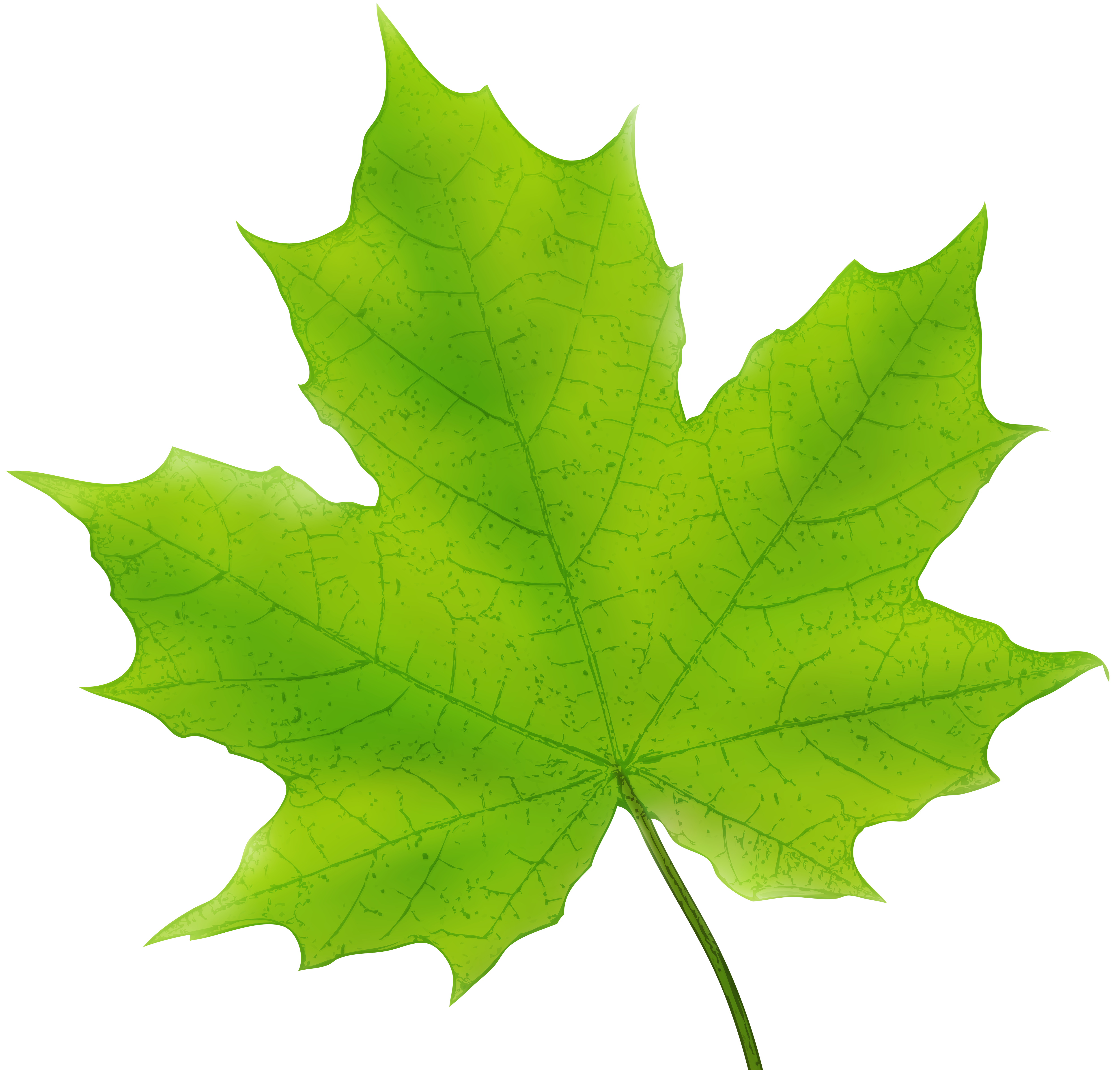 Maple Leaf Green PNG Clip Art Image​ Gallery Yopriceville - High-Quality  Free Images and Transparent PNG Clipart 