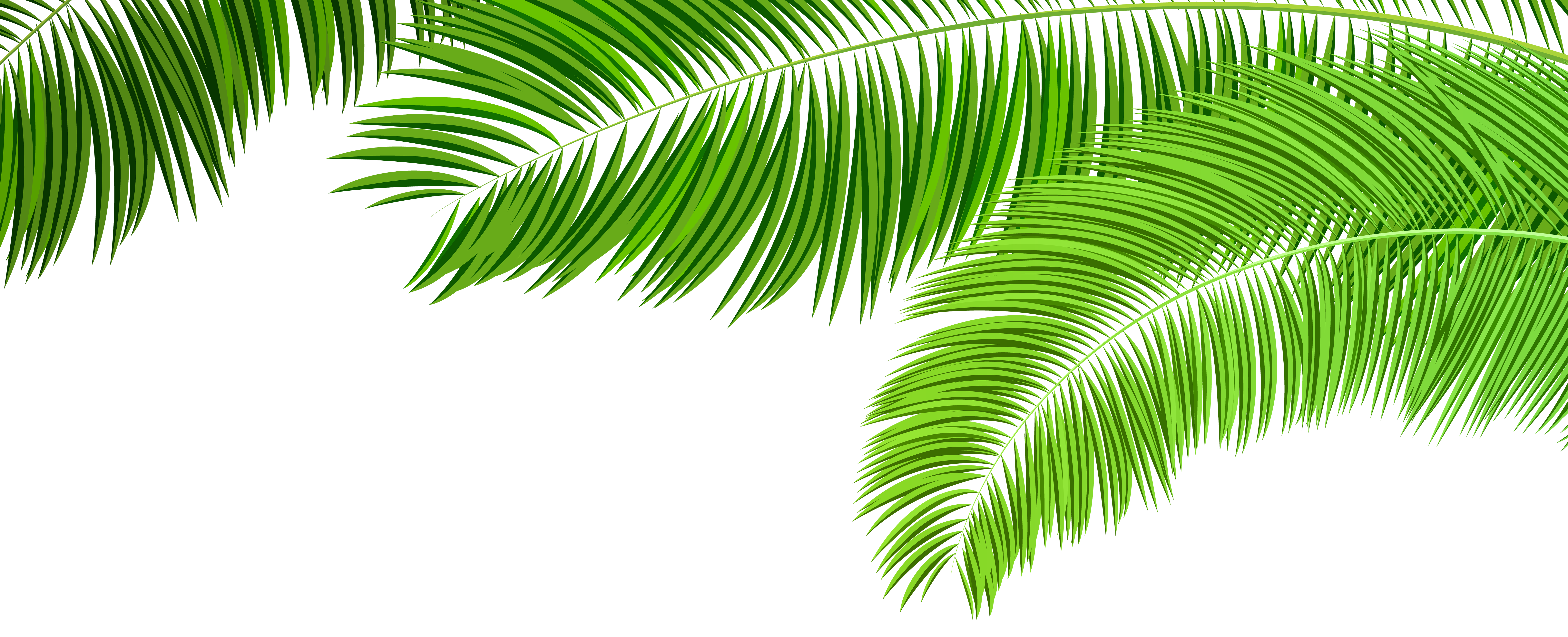 Palm Branches Decoration PNG Clip Art Image | Gallery ...