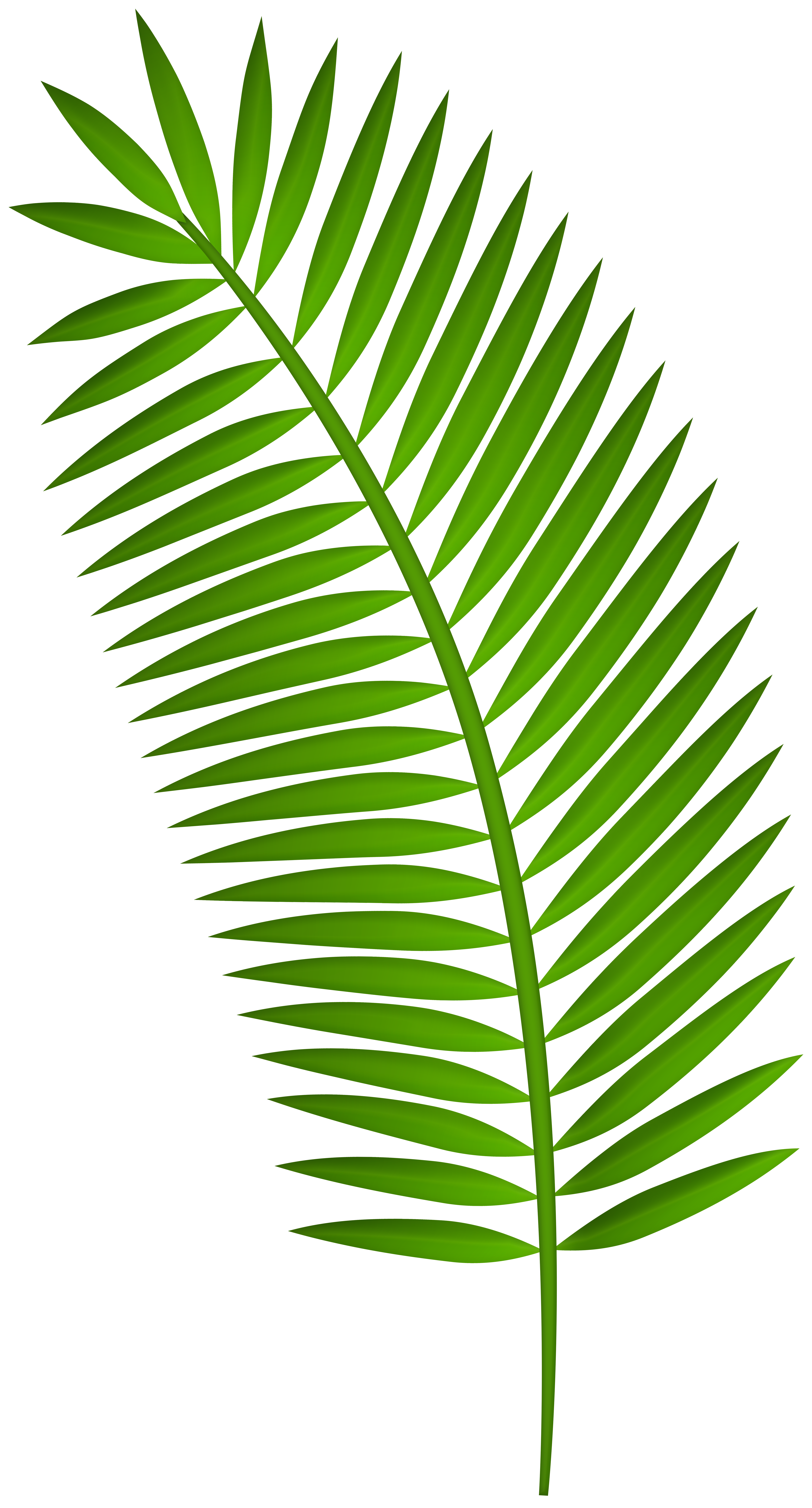 Palm Leaf Png Clipart Gallery Yopriceville High Quality Images And Transparent Png Free Clipart