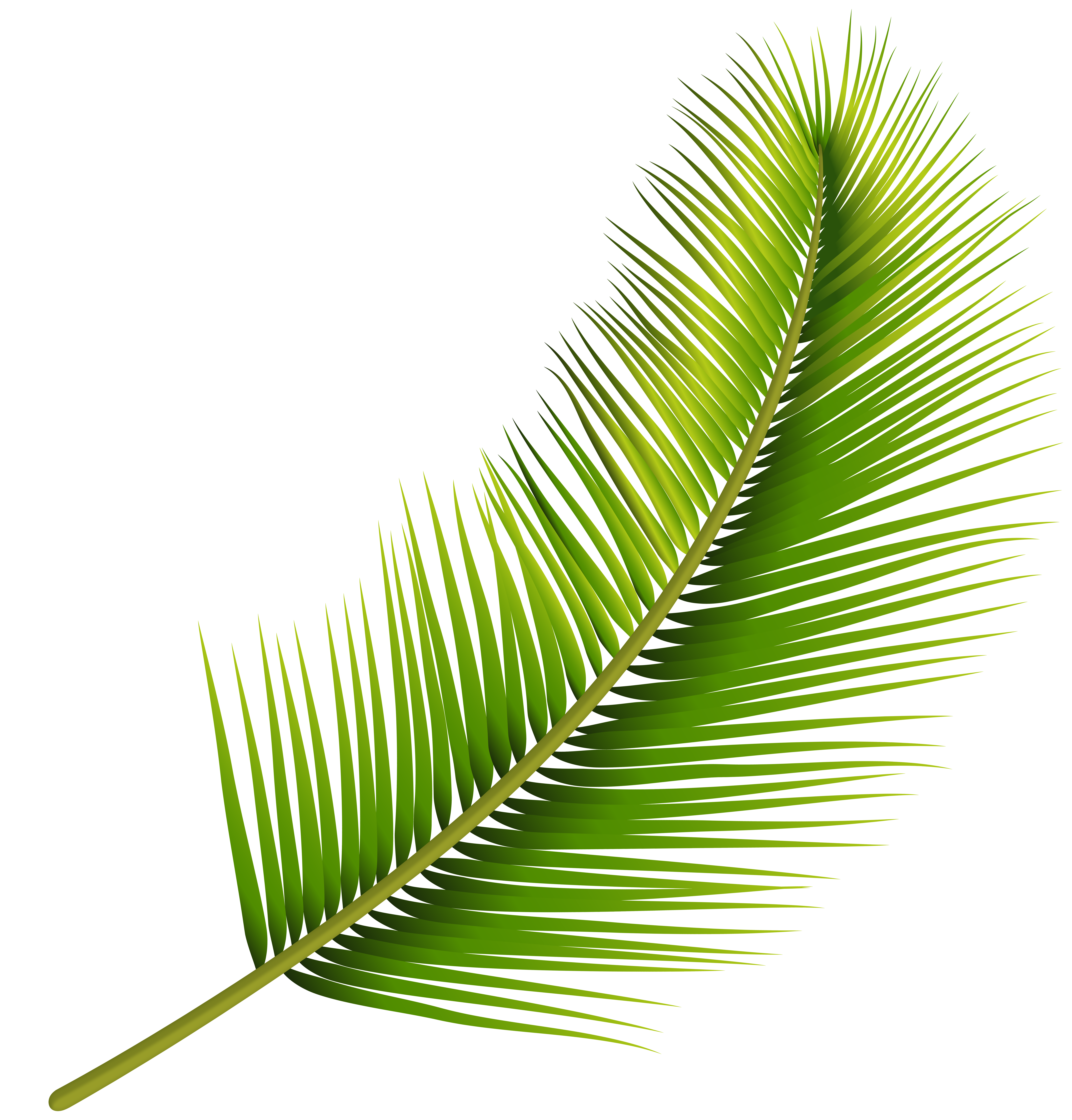 Palm Leaf Png Transparent Image Gallery Yopriceville High Quality Images And Transparent Png Free Clipart