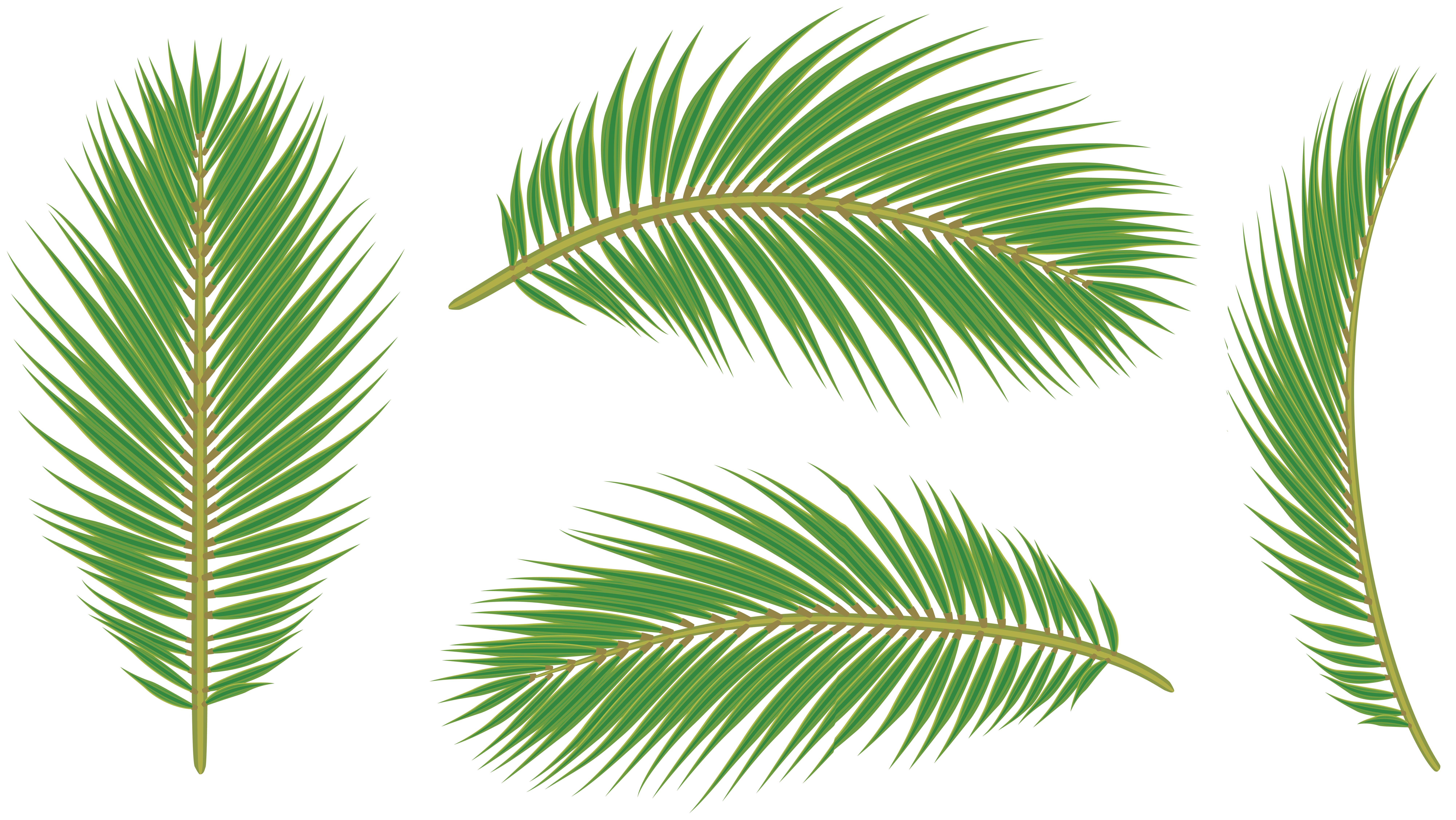 Tree Leaves Clipart