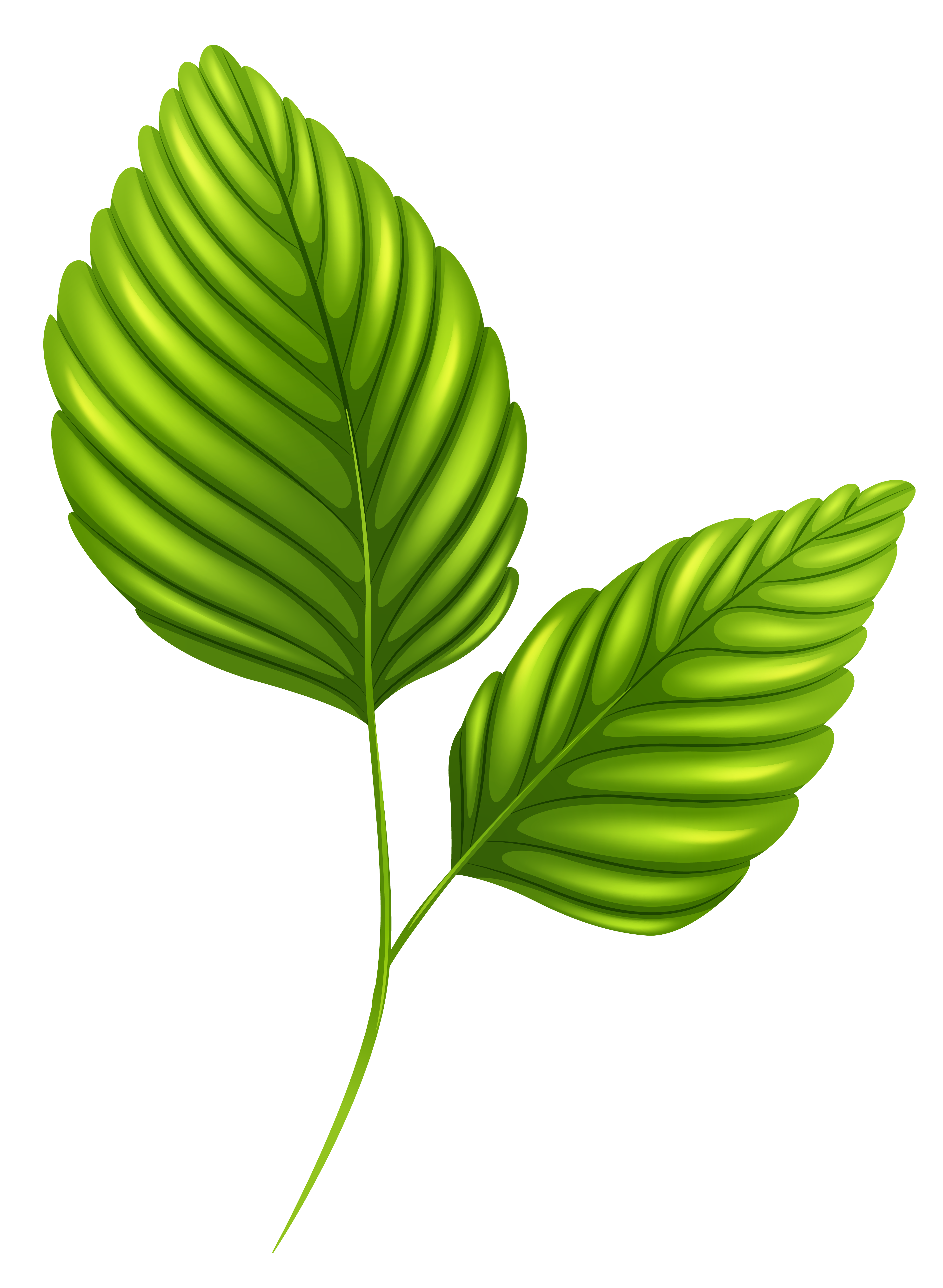 Two Green Leaves PNG Clipart Image | Gallery Yopriceville ...