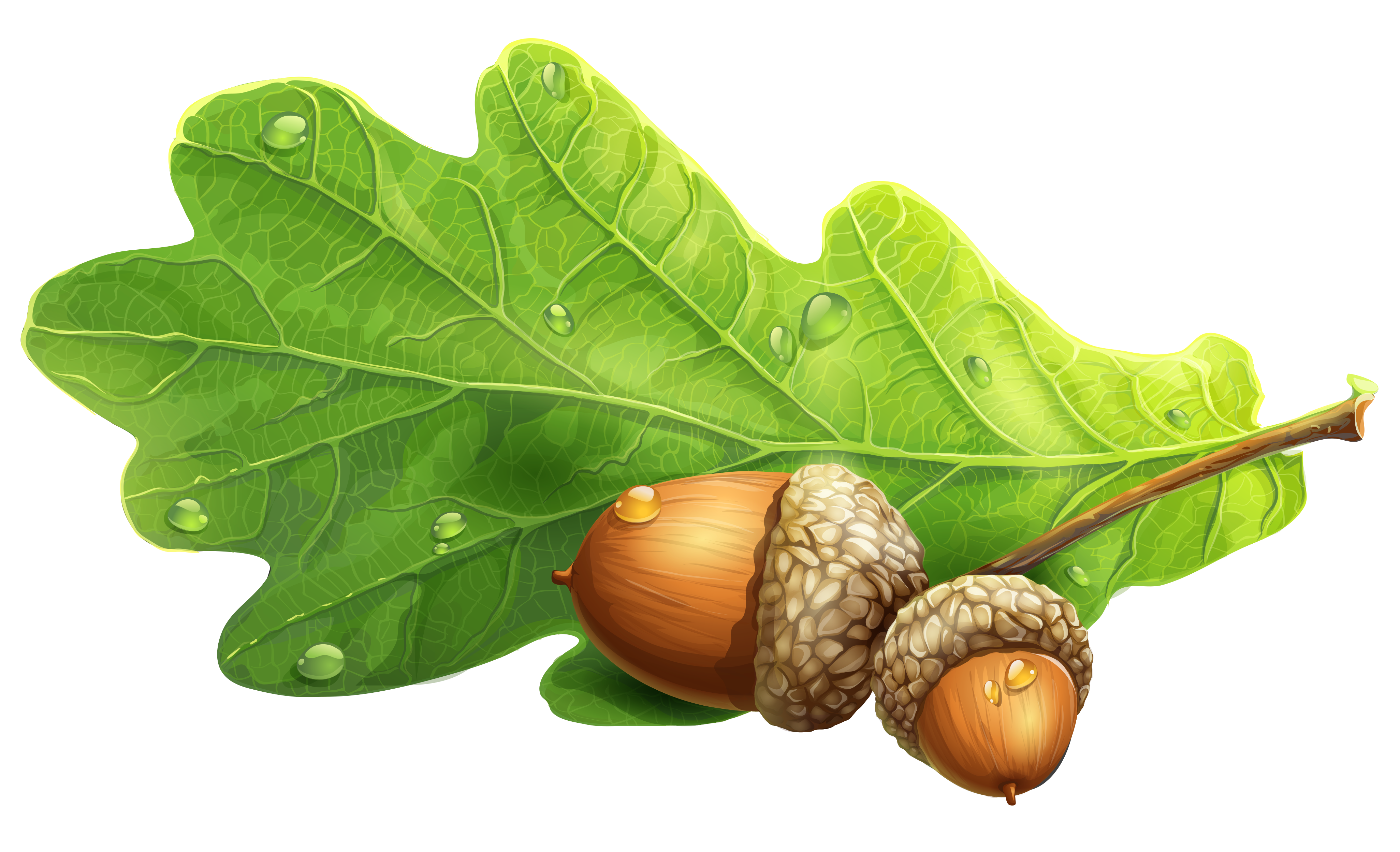 Acorns PNG Clipart Picture  Gallery Yopriceville - High 