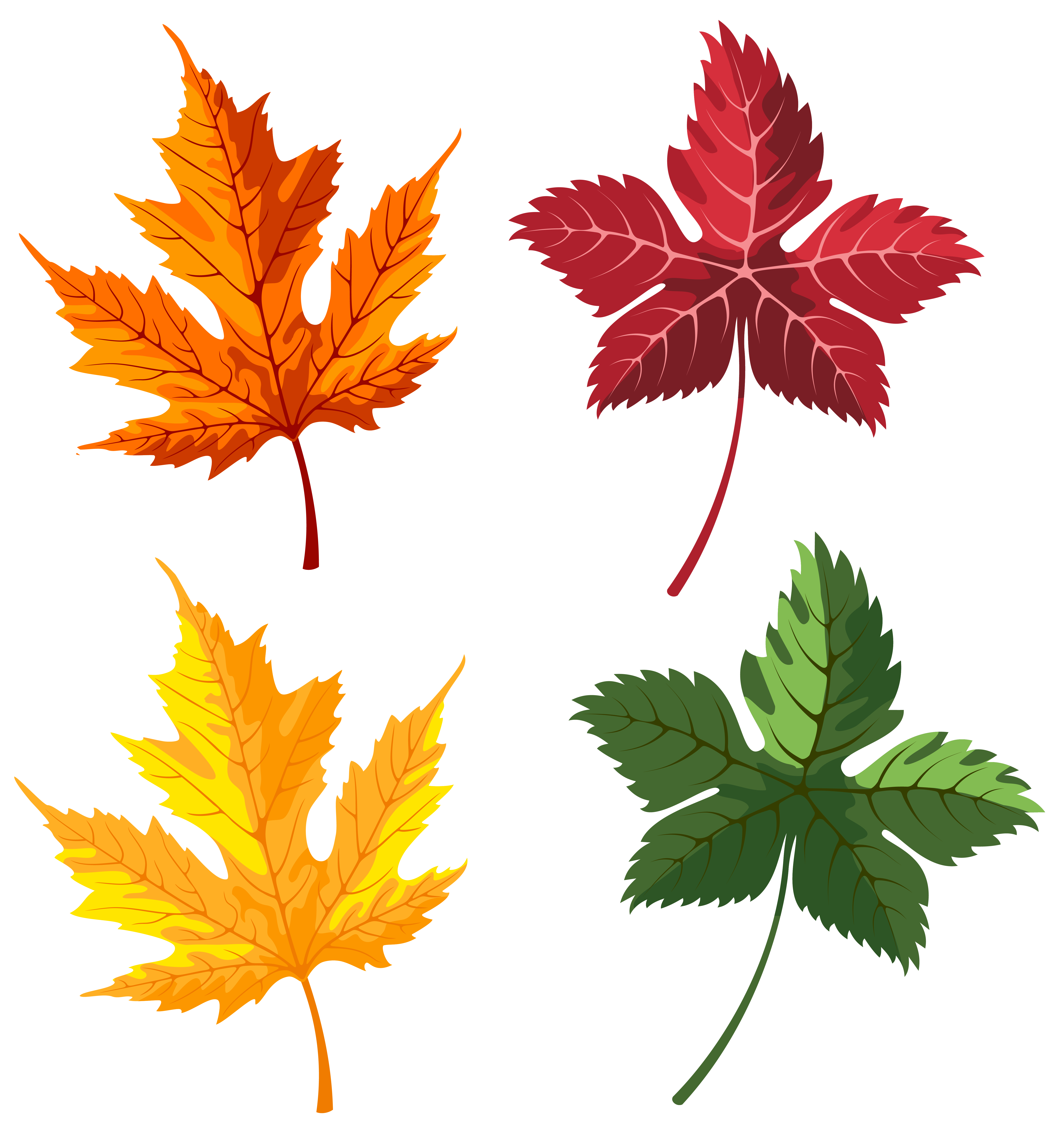 Maple кленовый лист. Осенние листья. Осенние листочки. Разные листья.