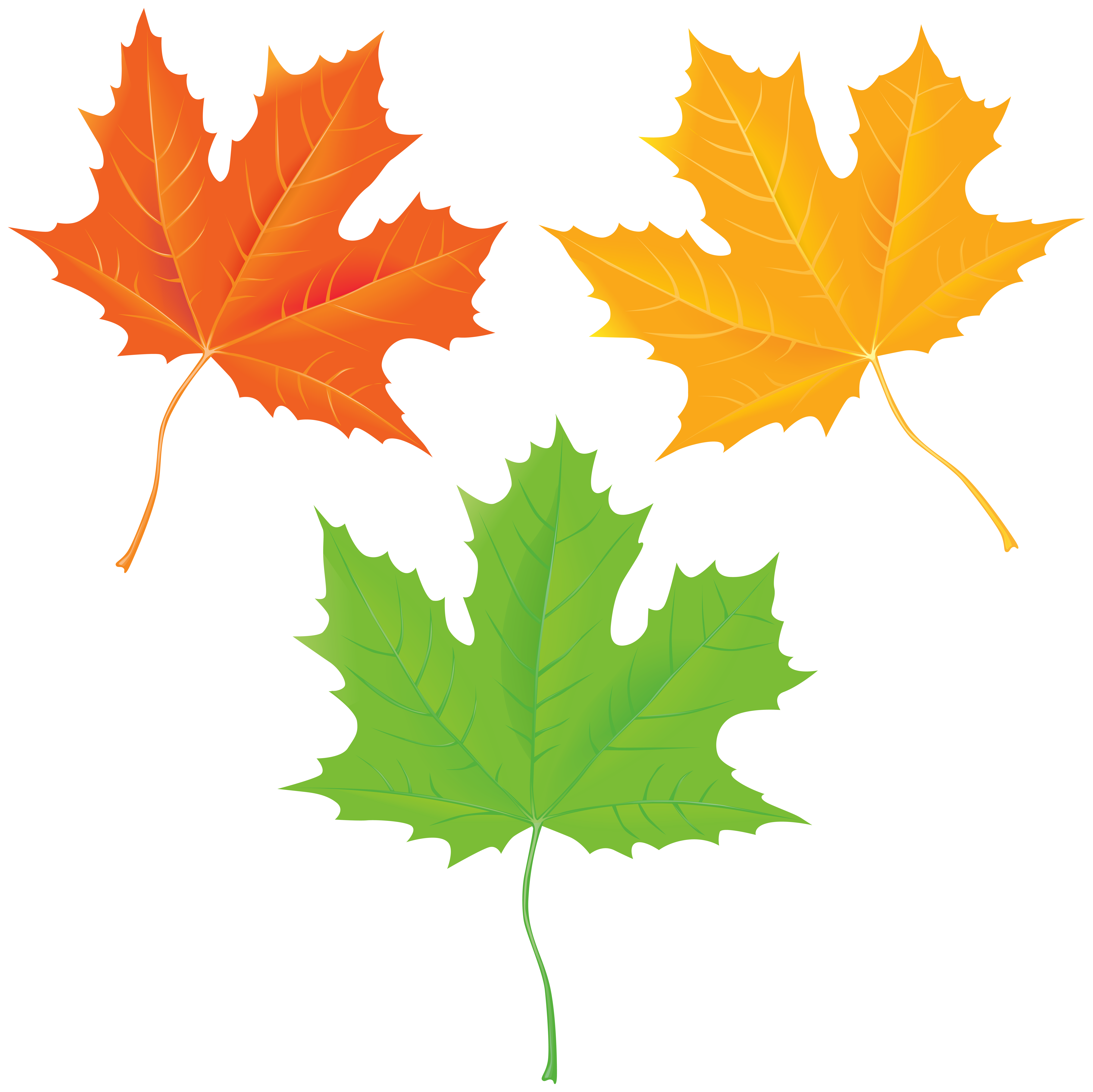 Maple Leaf Green PNG Clip Art Image​ Gallery Yopriceville - High-Quality  Free Images and Transparent PNG Clipart 