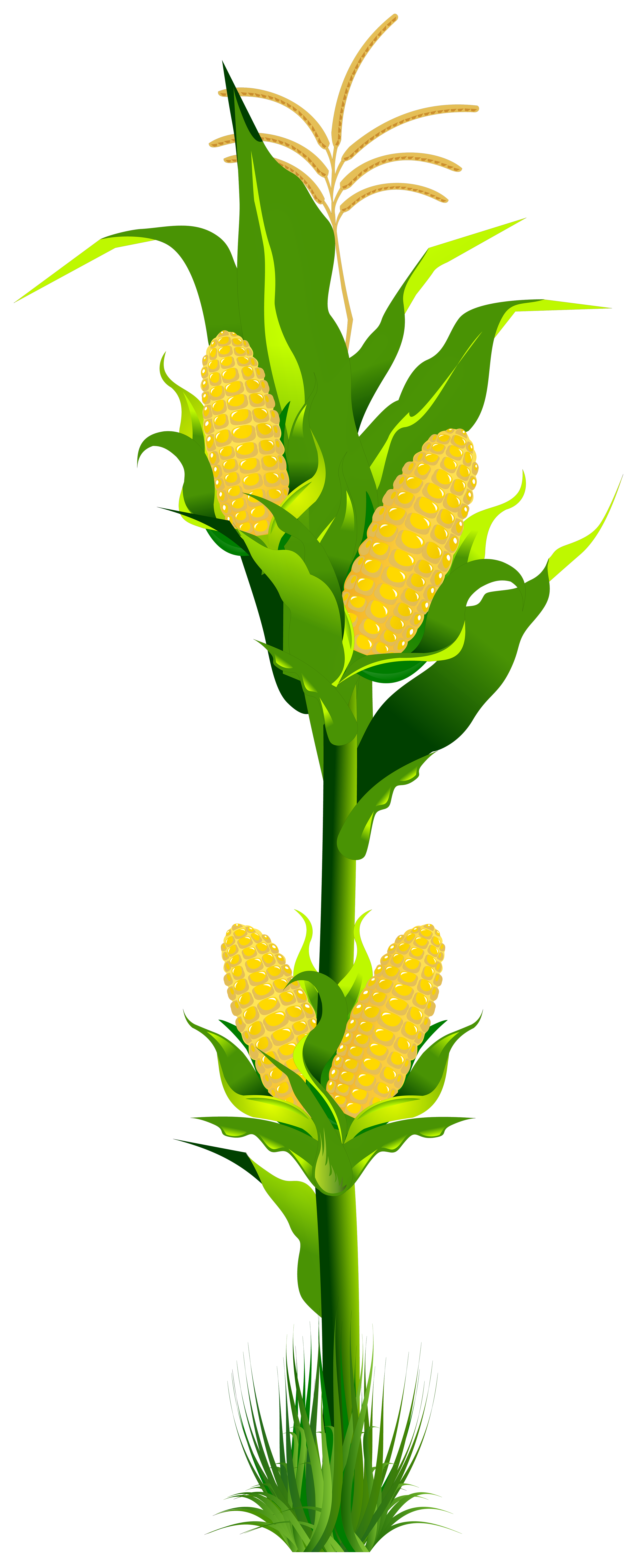 corn clip art