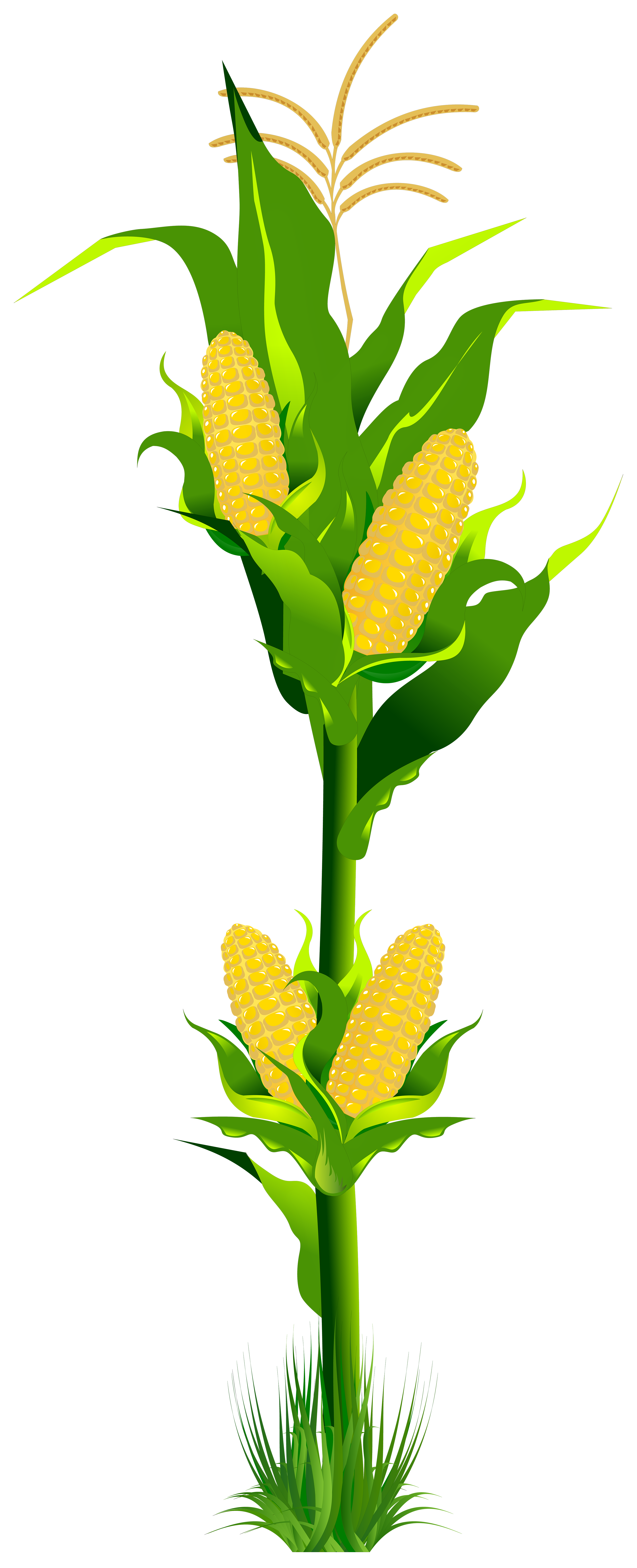 plant clip art