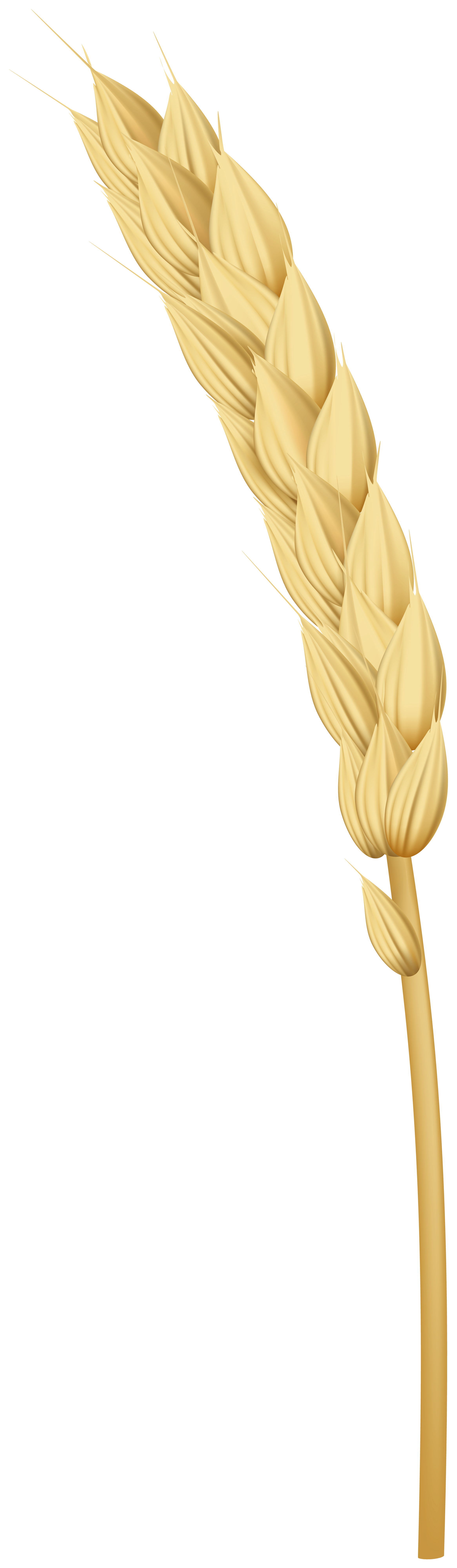 Golden Wheat PNG Clipart​ | Gallery Yopriceville - High-Quality Free Images  and Transparent PNG Clipart
