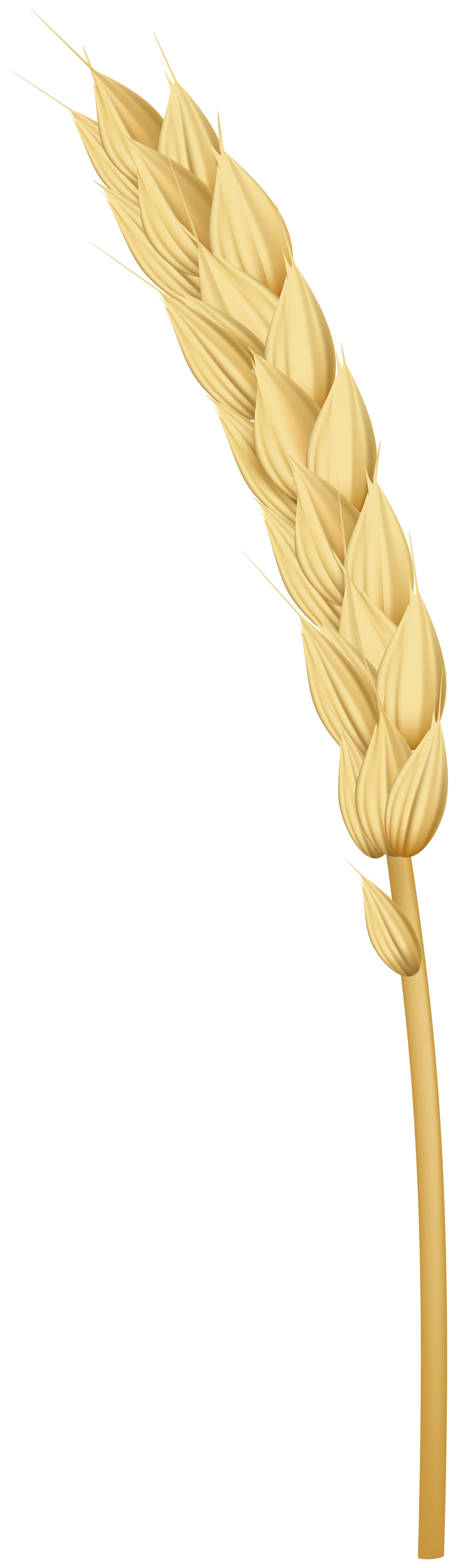 Golden Wheat PNG Clipart​ | Gallery Yopriceville - High-Quality Free Images and Transparent PNG Clipart Golden Wheat PNG Clipart​ | Gallery Yopriceville - High-Quality Free Images and Transparent PNG Clipart