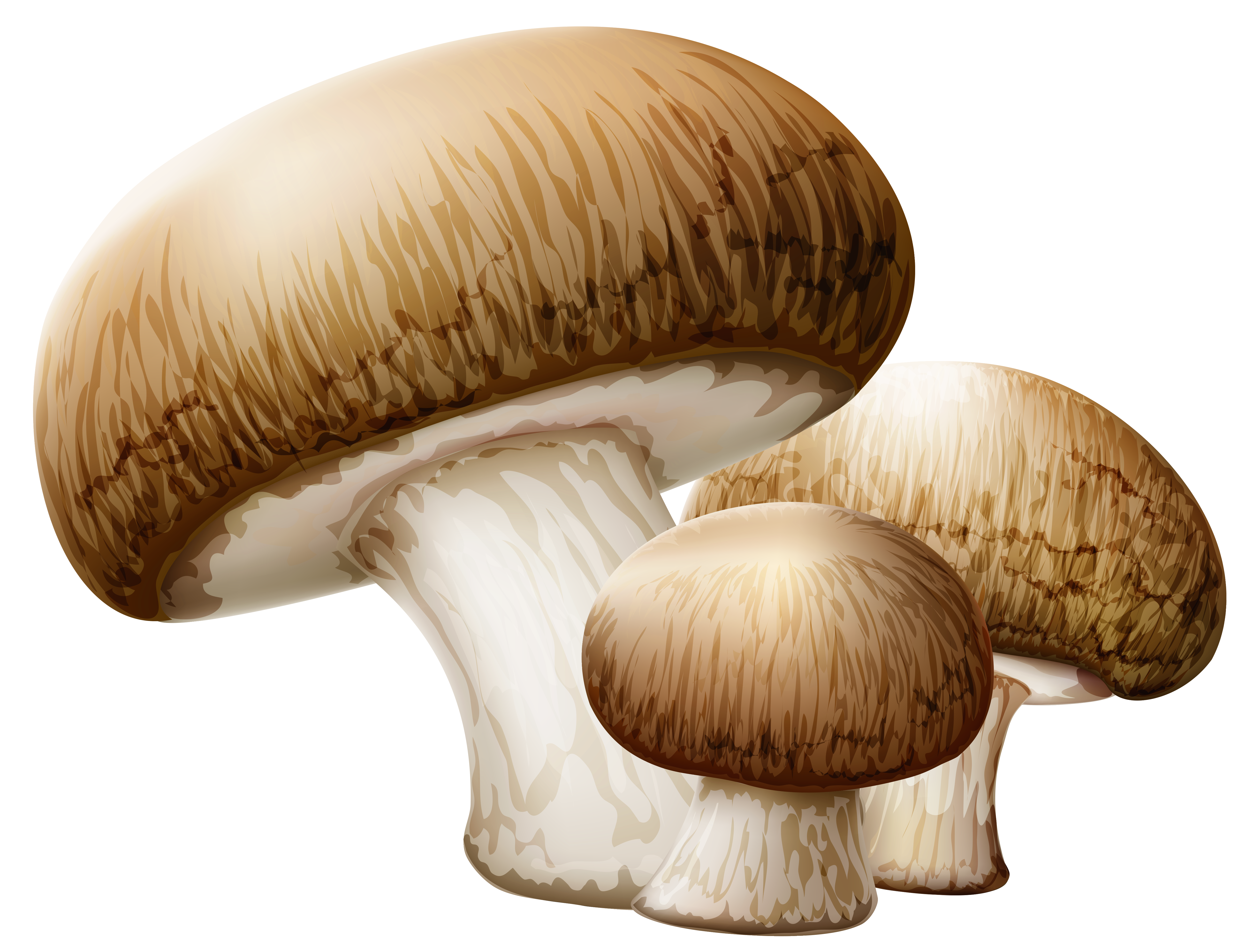 gallery pencil drawing PNG Mushrooms Gallery Yopriceville Picture   Clipart