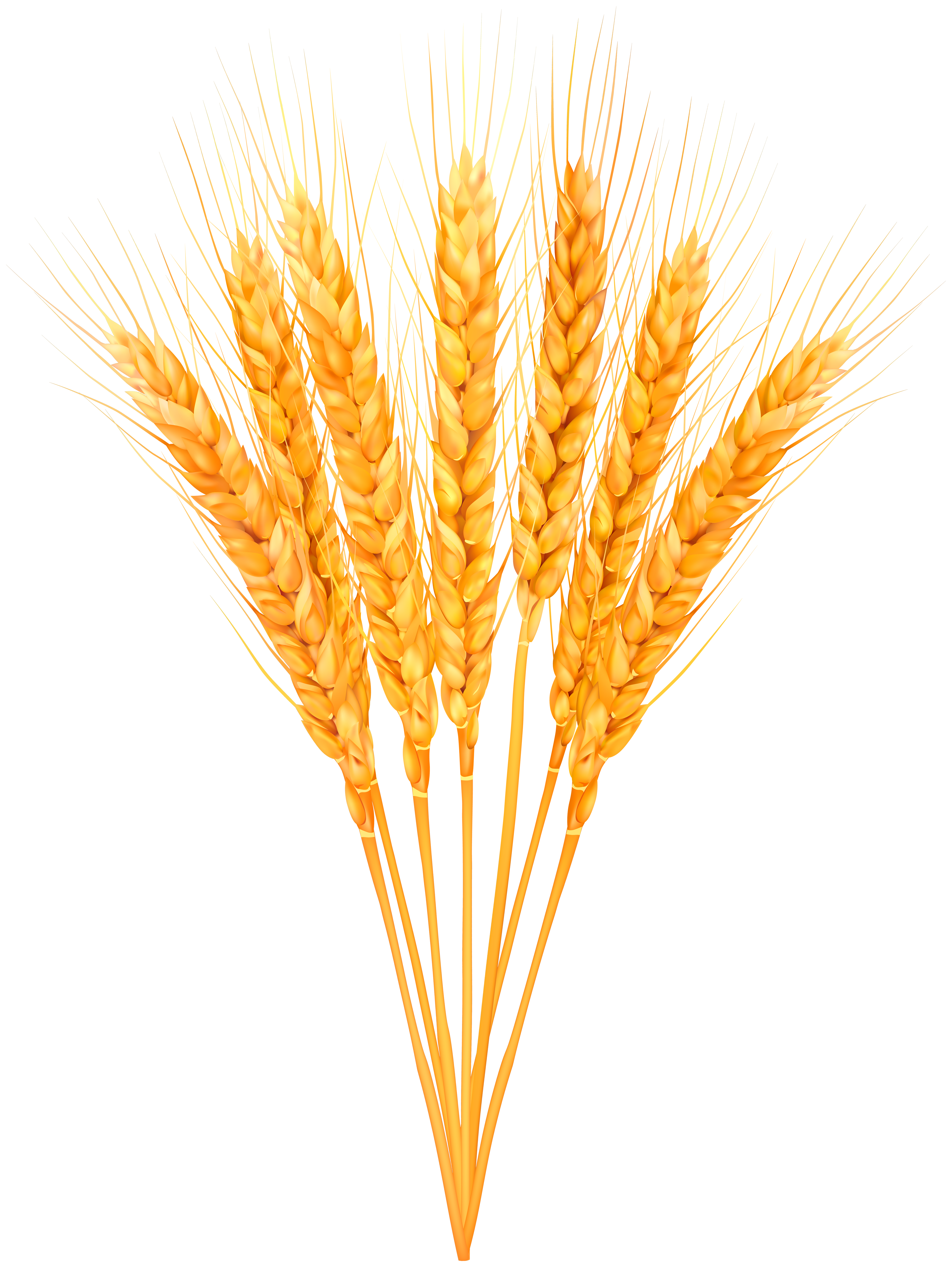 wheat clipart png