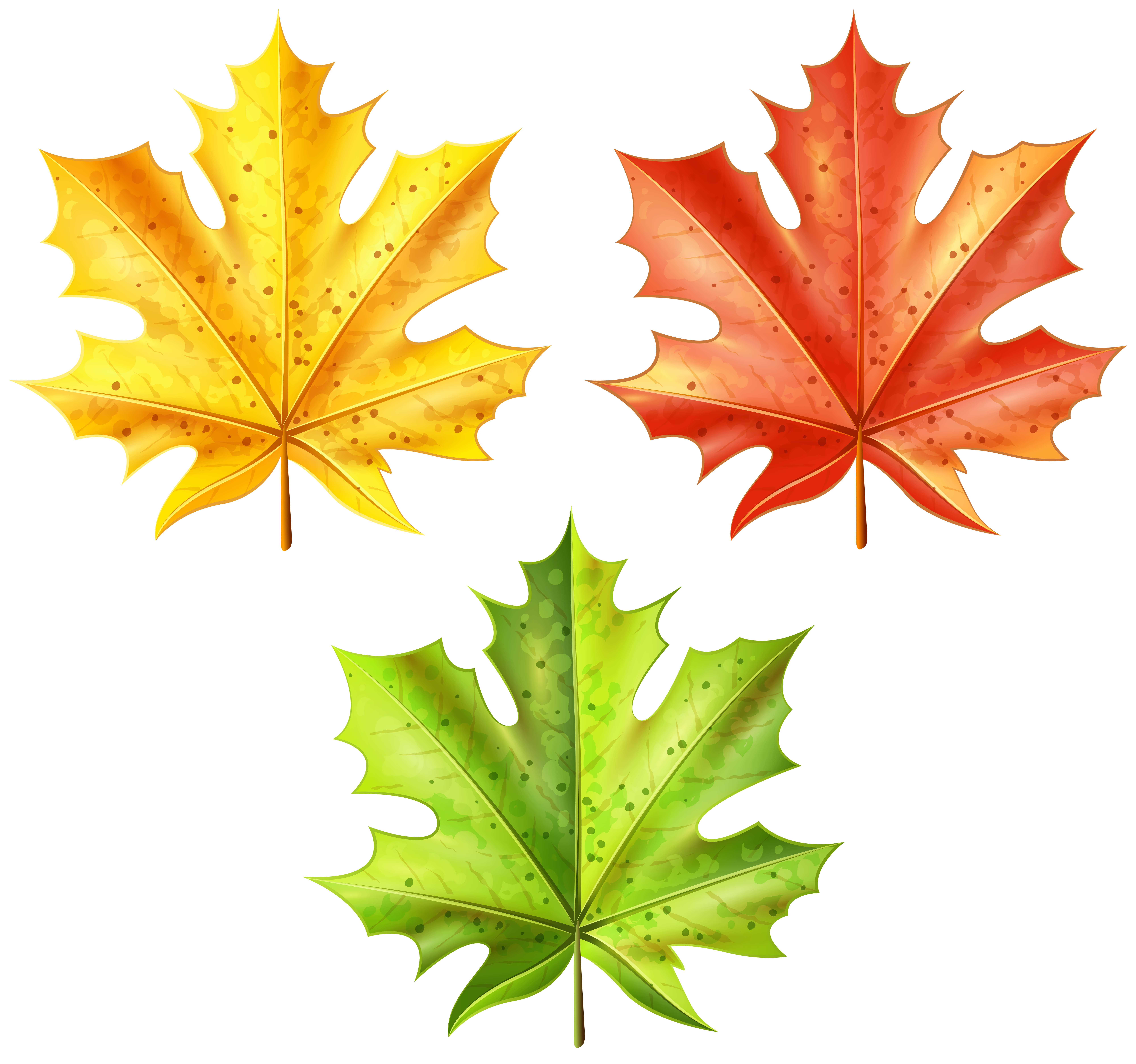 Free Png Download Set Of Autumn Leaves Png Clipart - Maple Leaf - Free  Transparent PNG Clipart Images Download