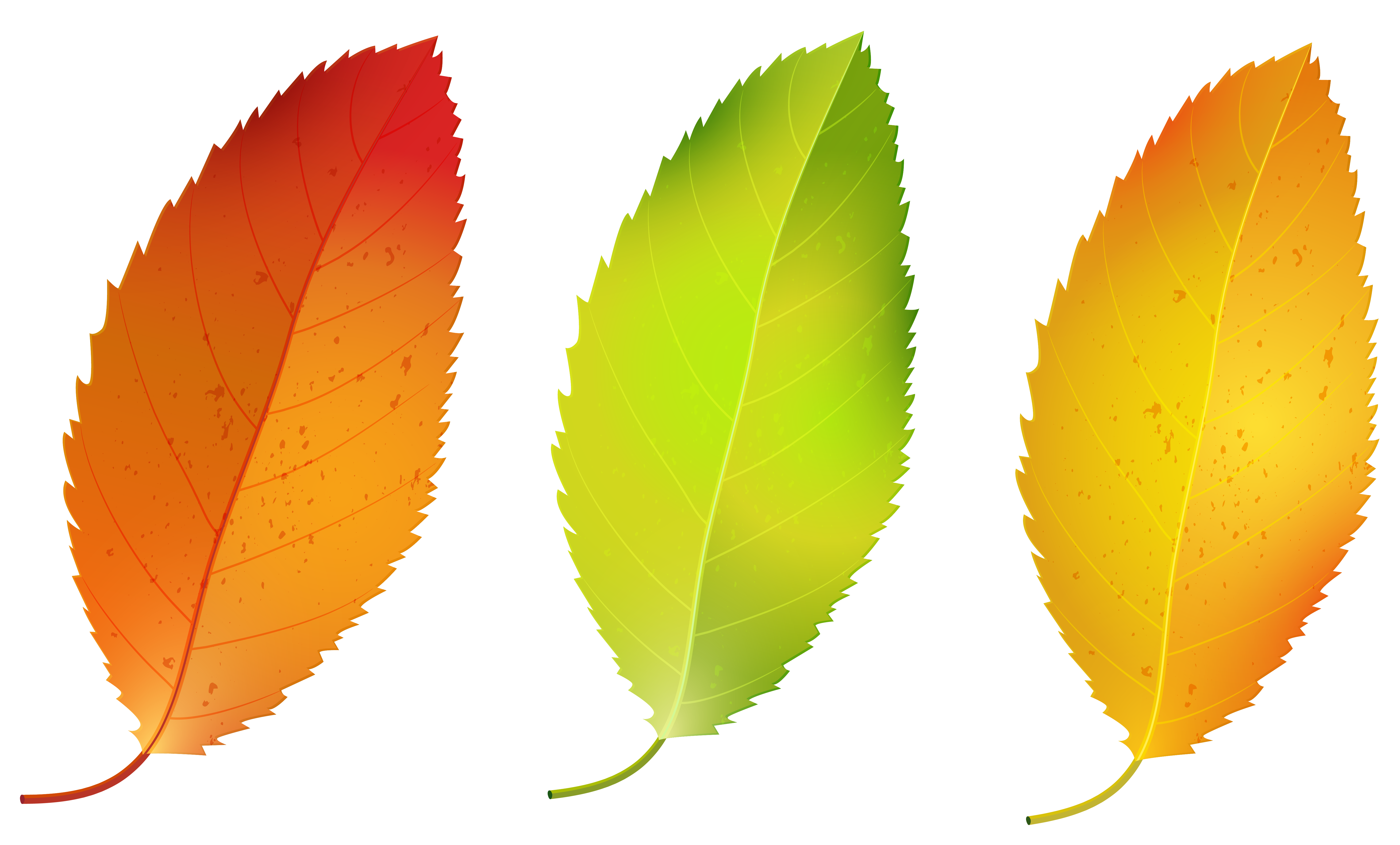 Three Fall Leaves Set PNG Clipart Image | Gallery Yopriceville - High ...