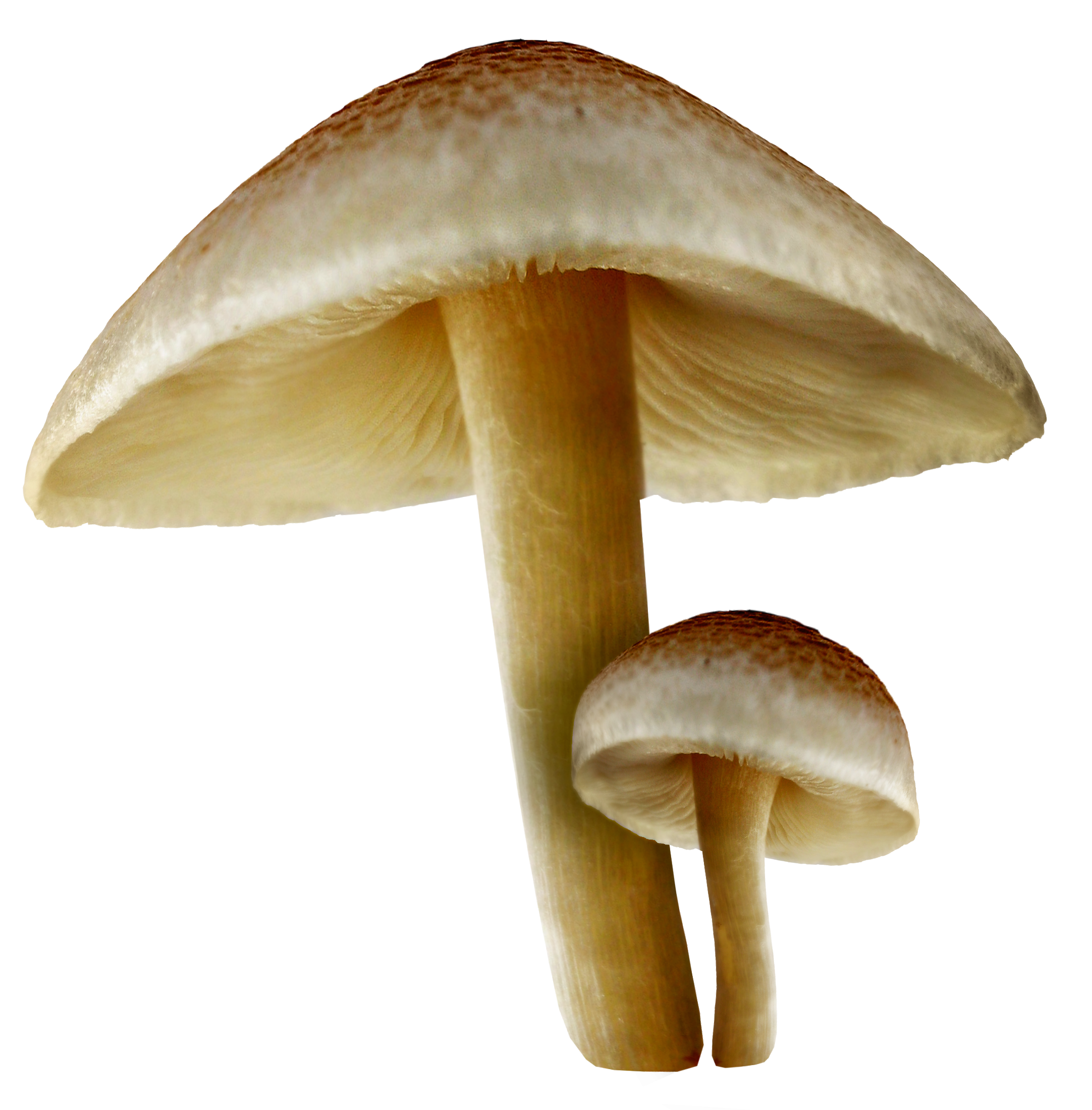 Transparent Fall Mushrooms PNG Picture  Gallery 